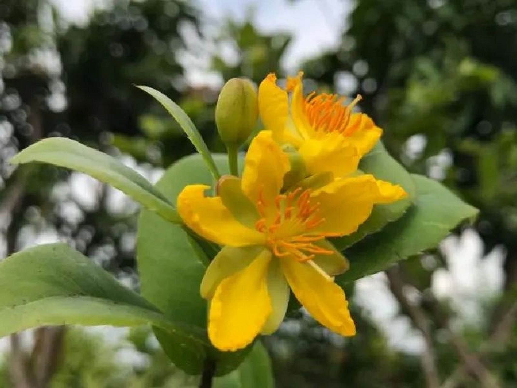 像不像米老鼠 桂叶黄梅 常绿灌木植物 树干修长,树皮褐色,枝叶较稀,叶