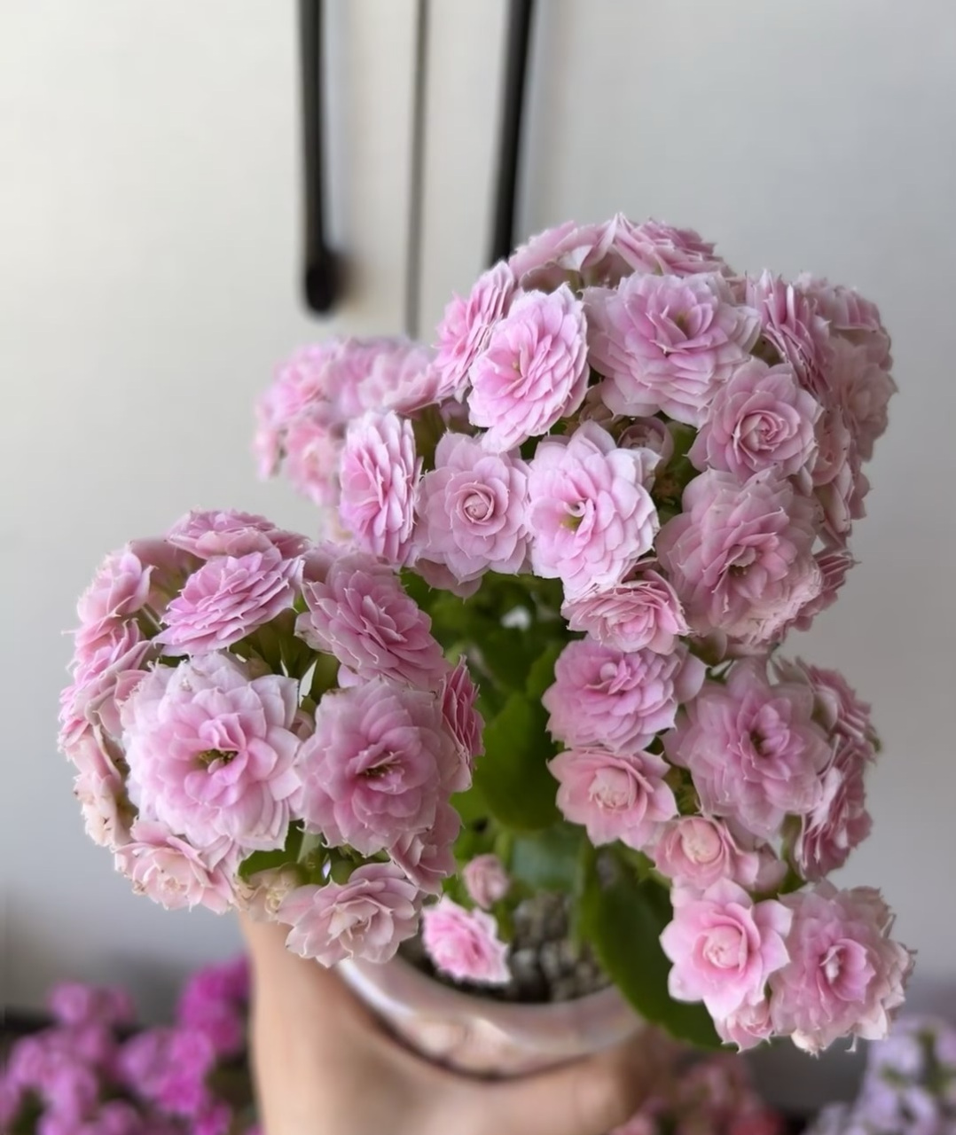 开始进入长寿花的盛花期,给大家推荐一个很值得养的品种——朱丽叶