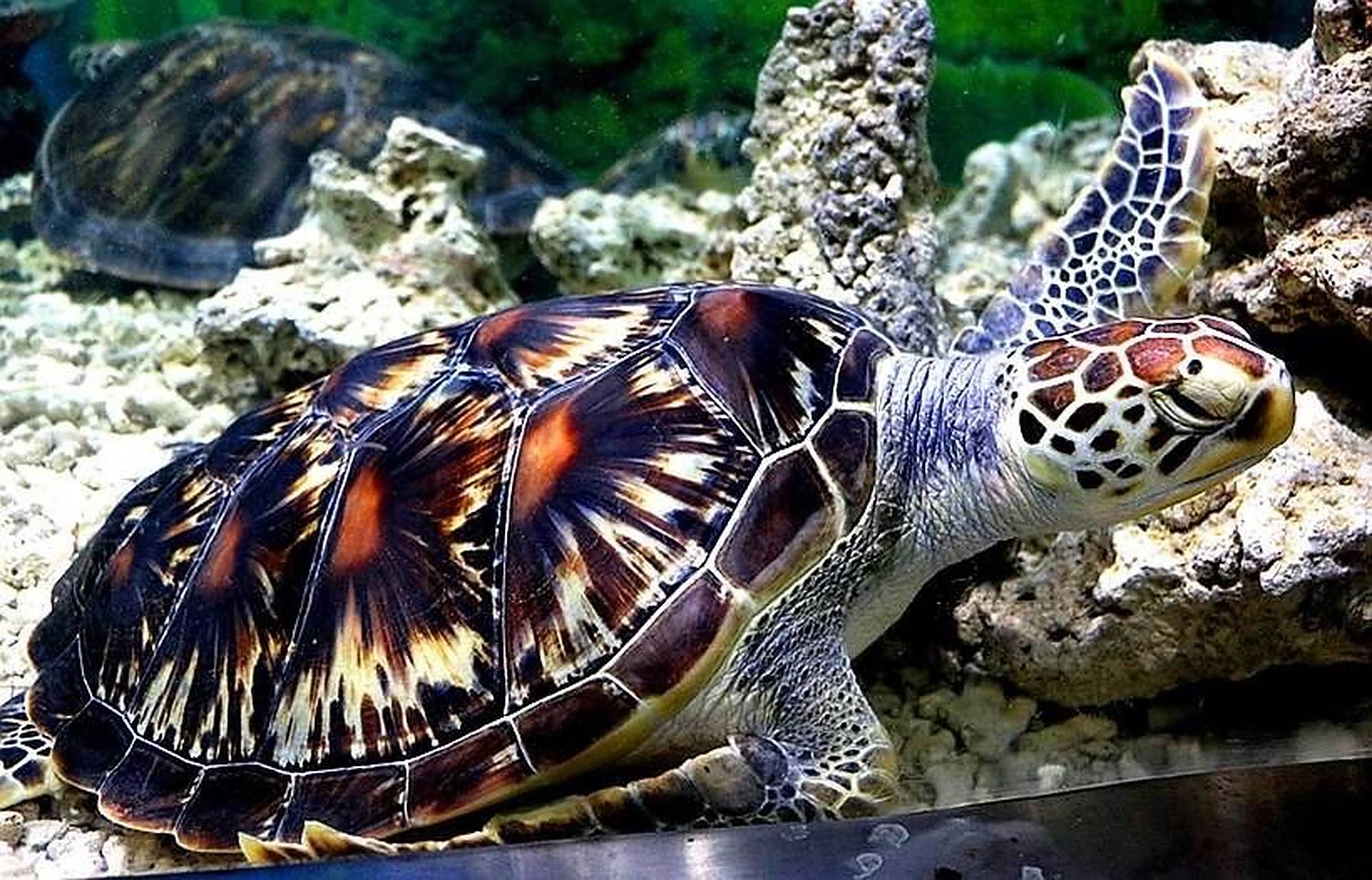 海洋生物-玳瑁 海龟科 7315 头顶有两对前额鳞,嘴巴侧扁,上颚前端