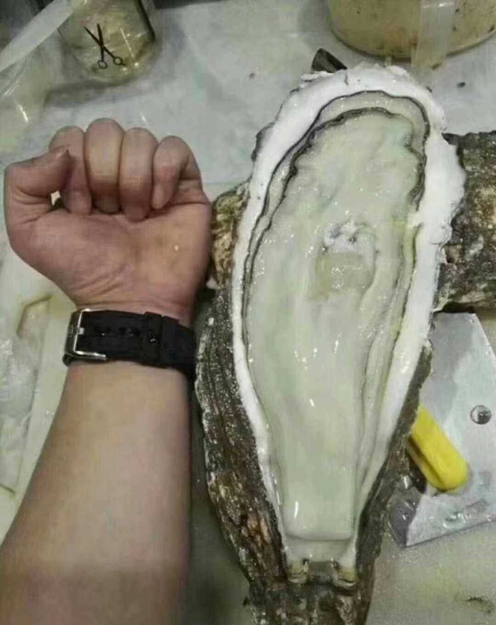 [同上] 很奇怪,同一片海域生长的生蚝(牡蛎),结果却不一样.