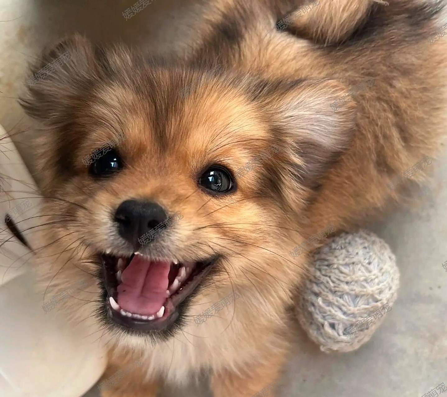 哇塞,这只小土狗真是太可爱啦!看着它我就忍不住开心地笑出声来了.