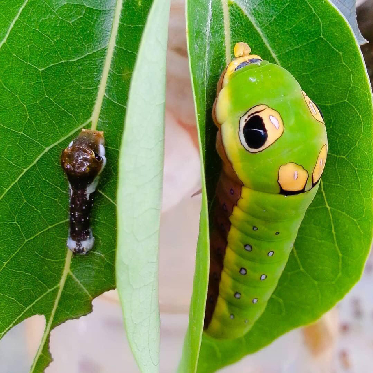 生物名:银月豹凤蝶幼虫 外文名:papilio troilus 介绍:这种蝴蝶最让人
