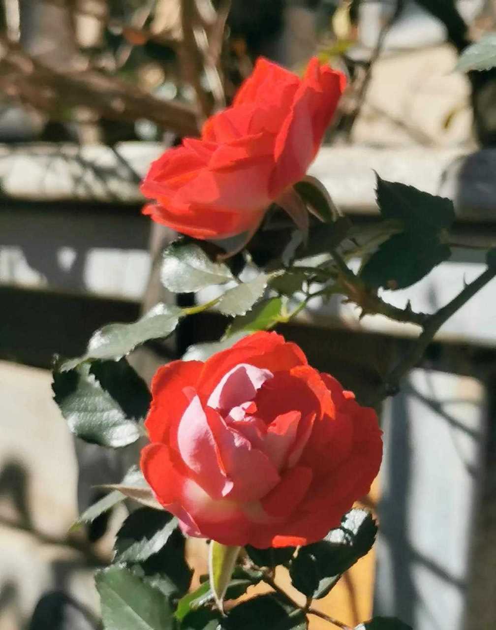 花开两朵,各表一枝.[亲亲]  [大哈]