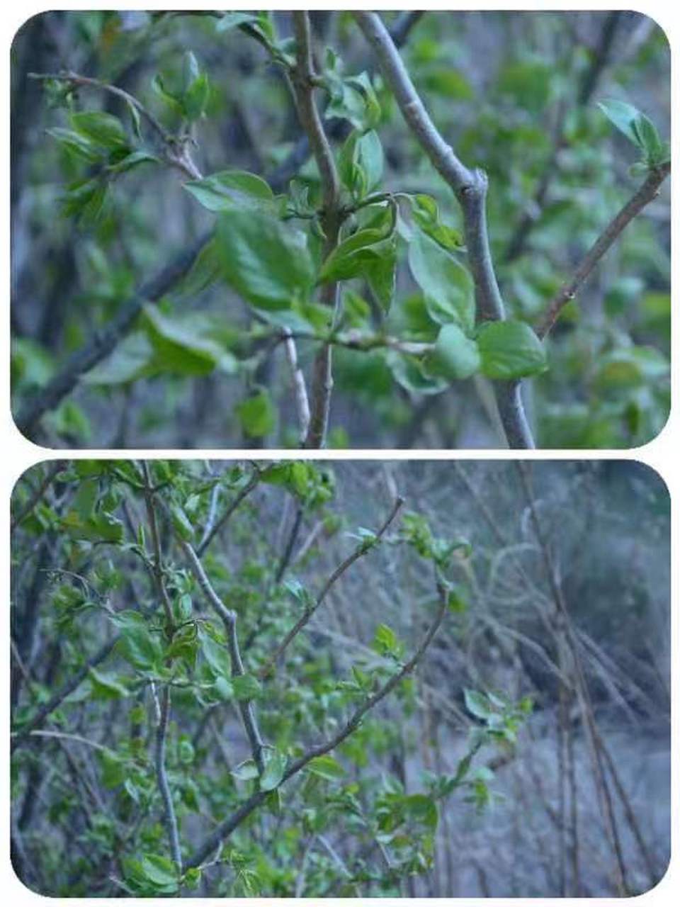 美好辽宁欢迎您# 开原大美松山欢迎您#网红打卡地辽宁杠杠滴