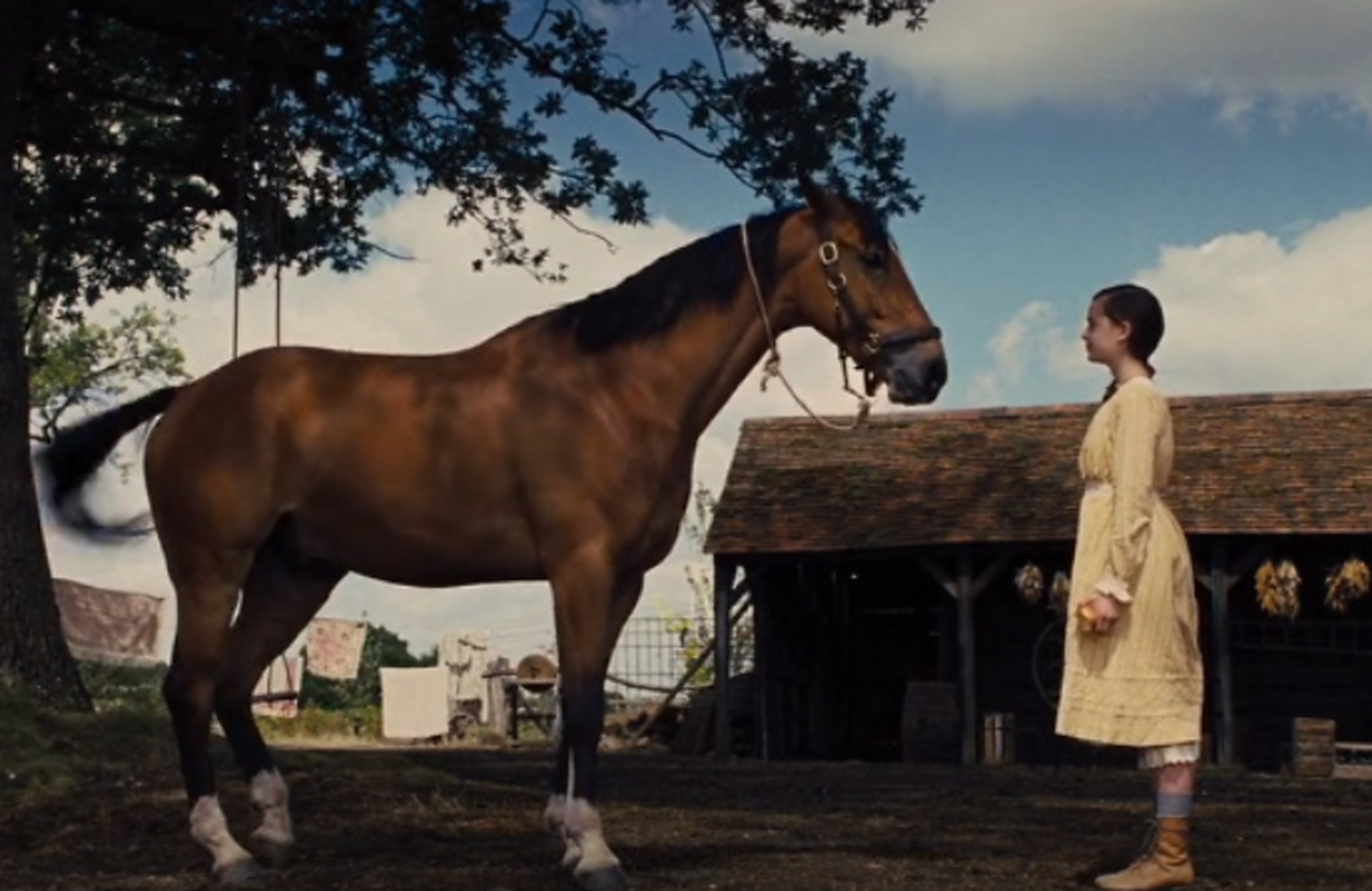 每日电影推荐之《战马》 2011年由史蒂文·斯皮尔伯格执导的一战电影