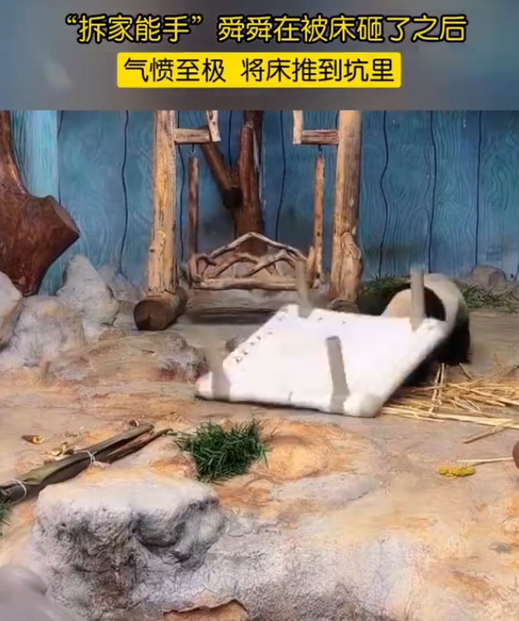 熊猫被床砸了直接把床推下坑.#趣图搞笑