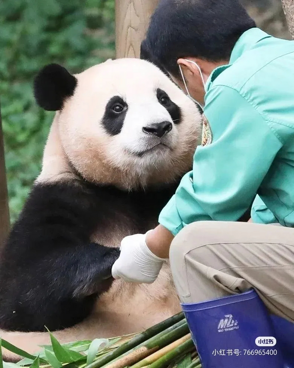 福宝漆黑又亮晶晶的双98,凝视眼前饲养员的眼神,真让人觉得的可爱有