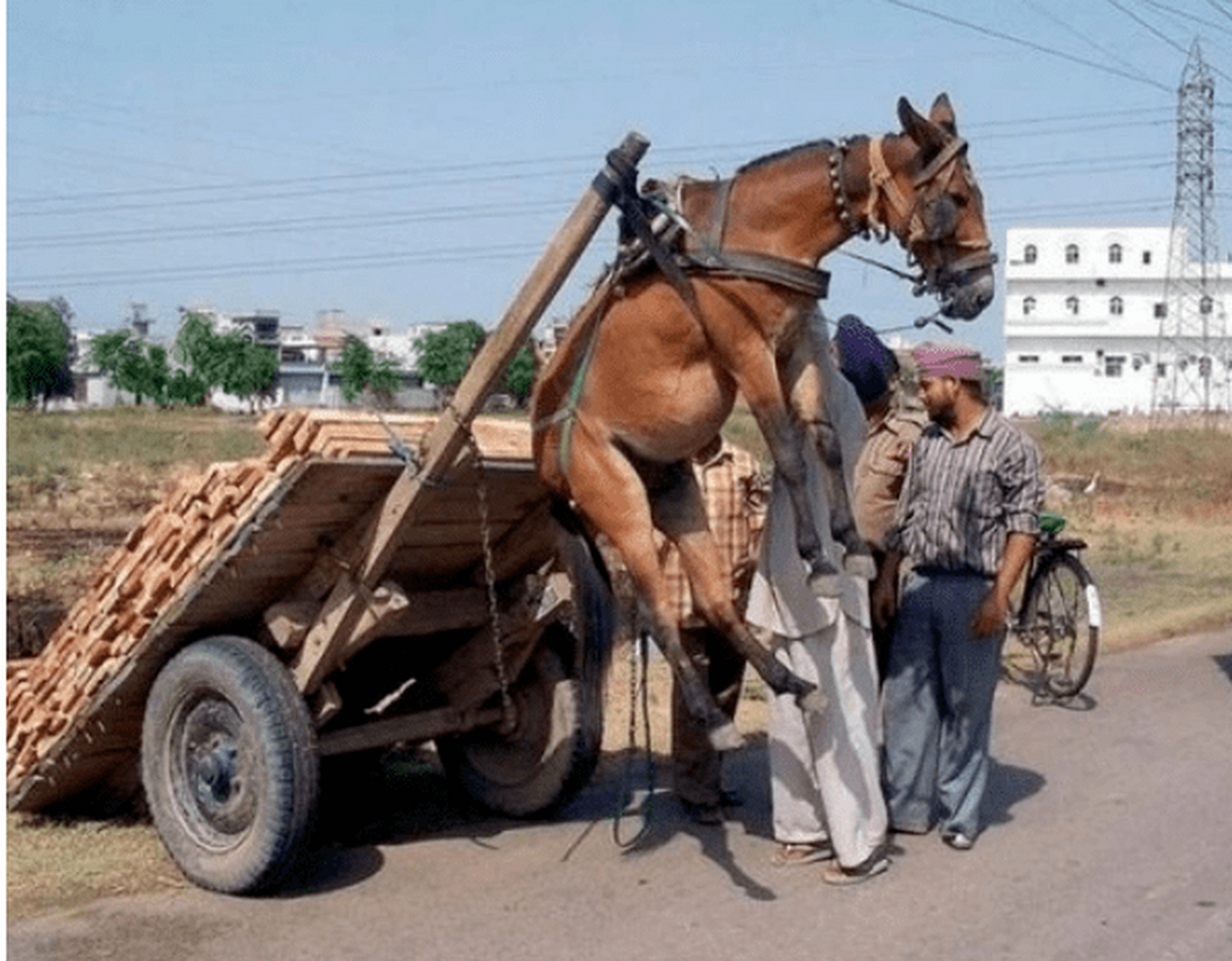 由于后面太重,把马吊起来了!