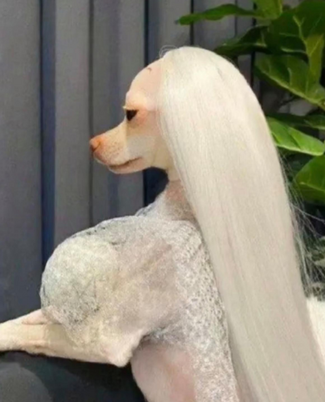 这是贵妃犬,有点妖里妖气的感觉.#宠物# #我养过的冷门宠物#[偷笑]