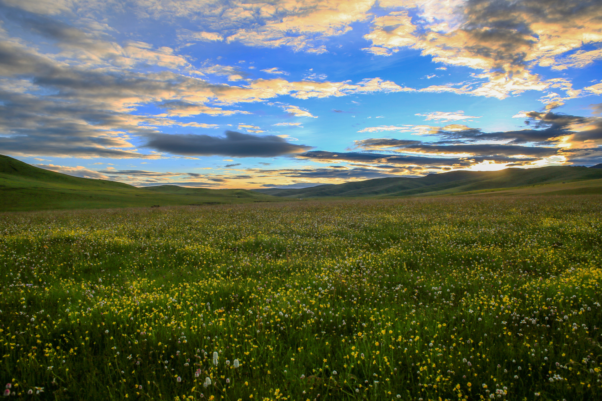 花海# #甘南# #草原# #鹅木塘