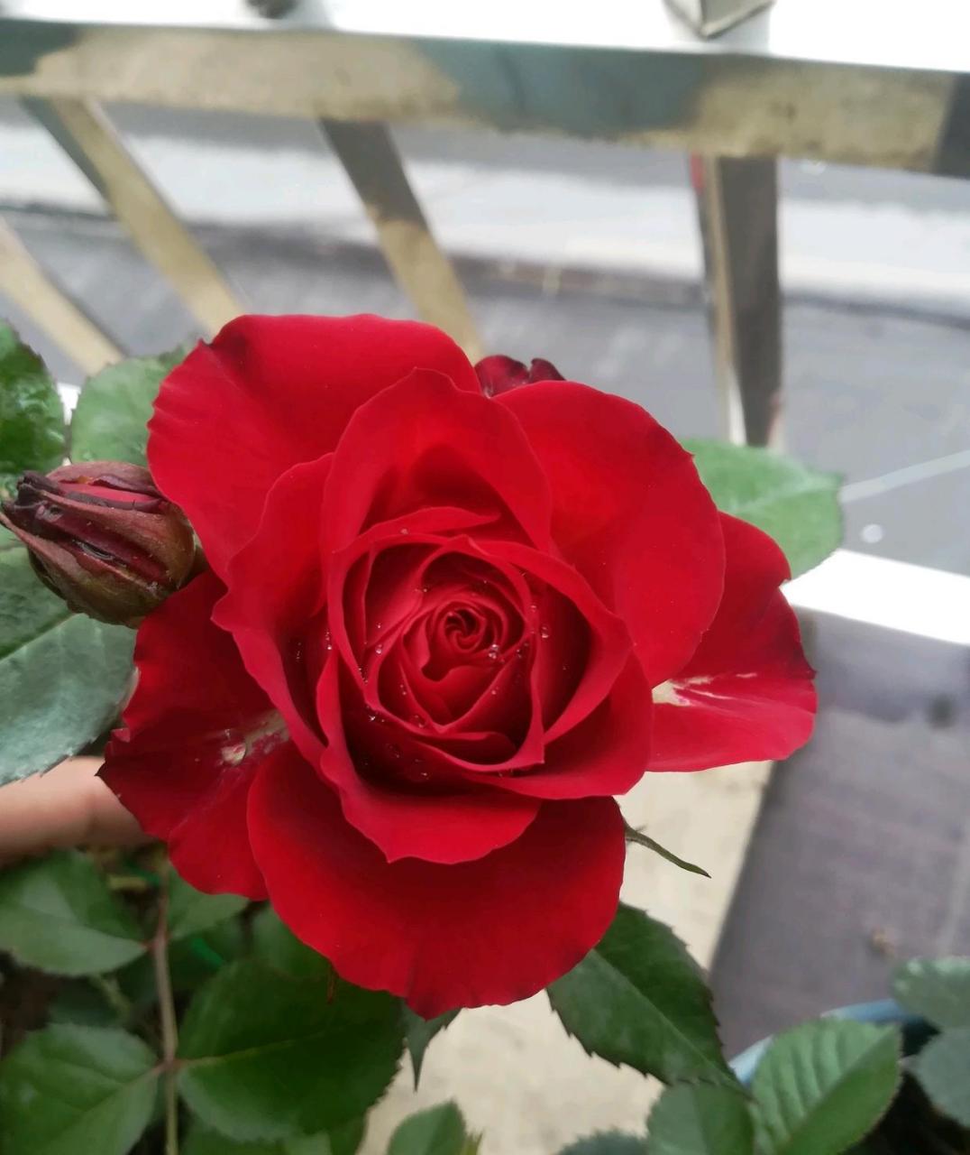 日蚀王阳台,专为阳台盆栽观赏而生的微型月季,和果汁阳台,海神王阳台