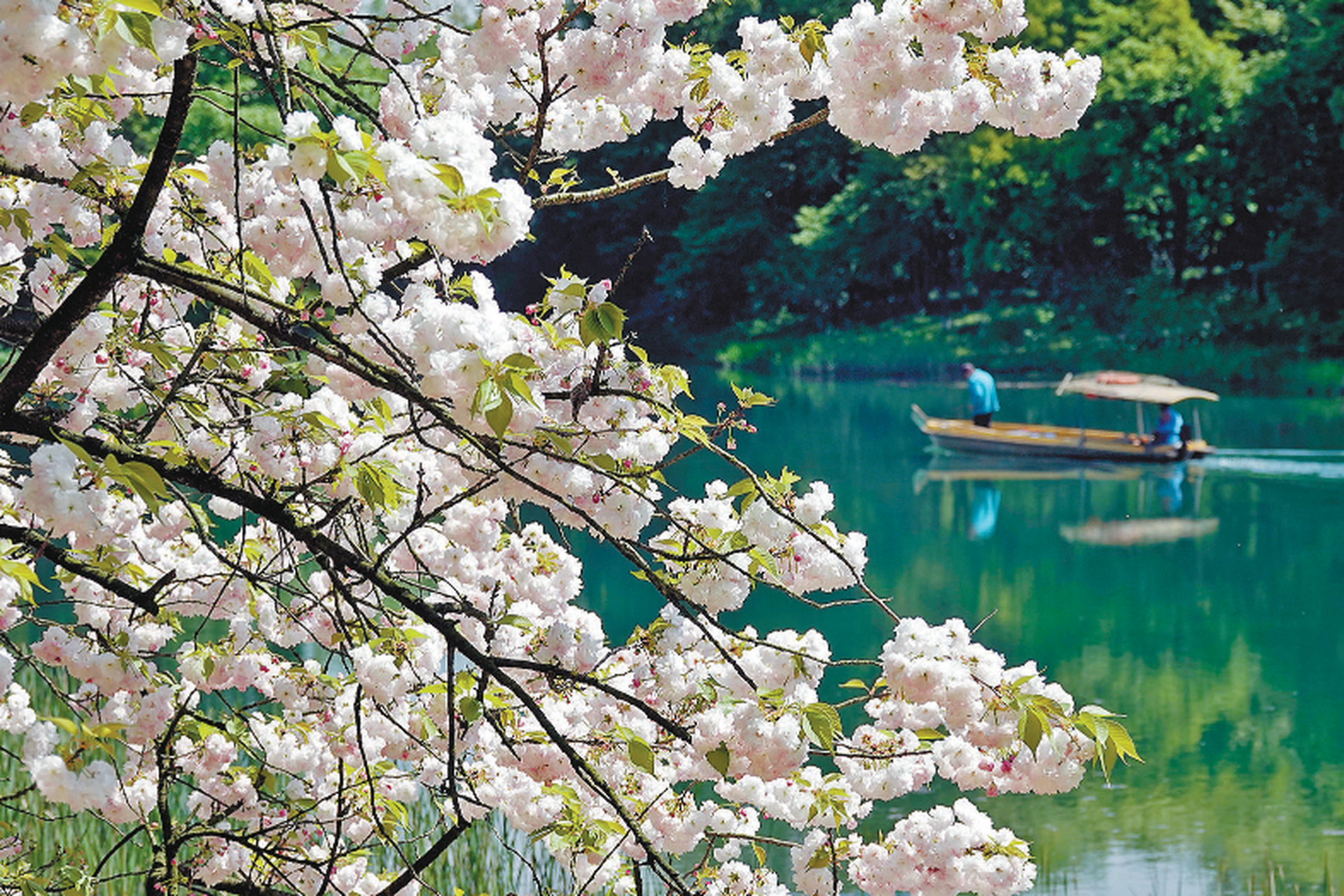 在西湖湖西的乌龟潭景区水岸边,数十棵被誉为"三杰"的晚樱花开正旺