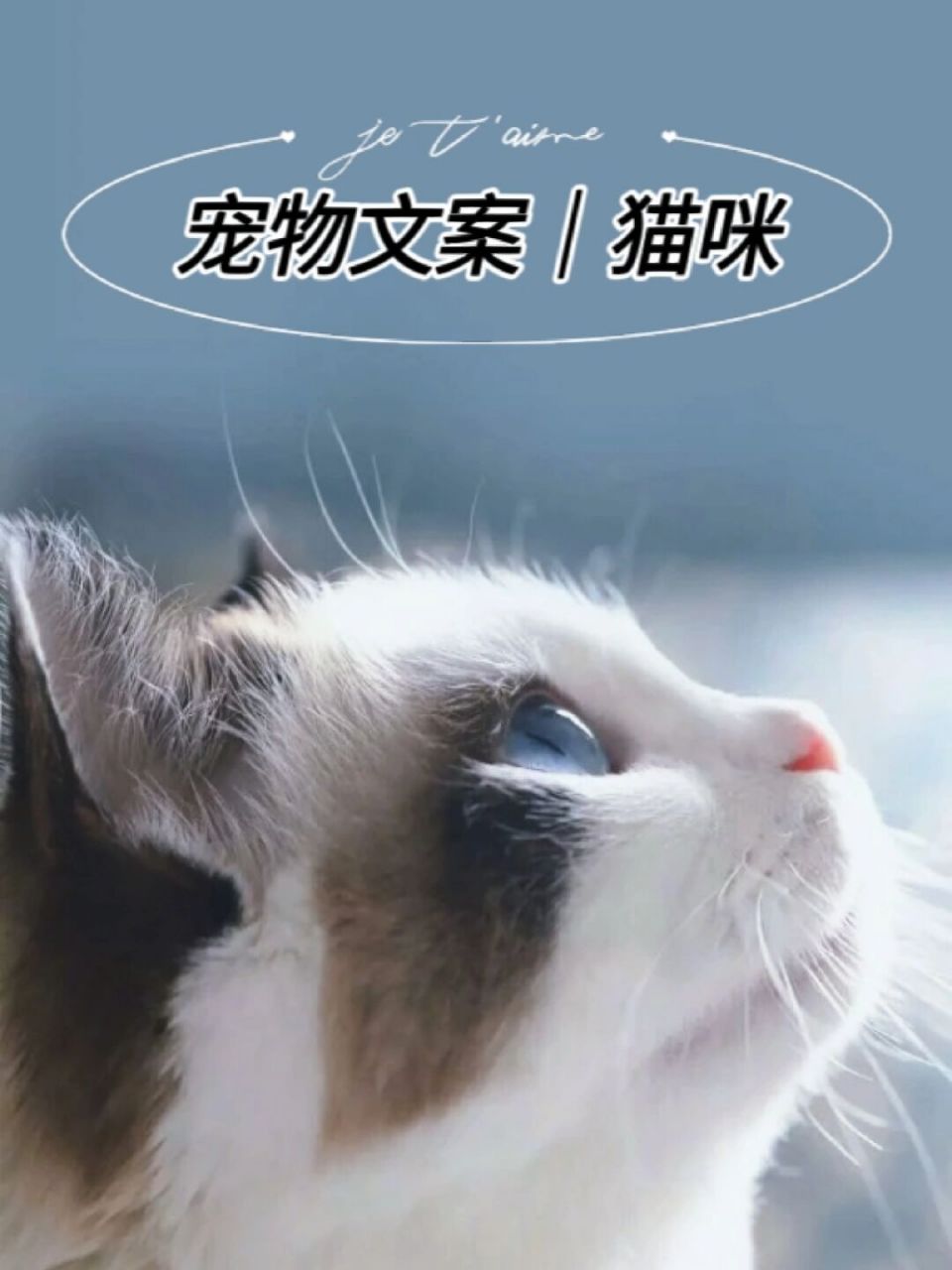 宠物文案|关于猫咪的暖心文案  "岁月静好,只因有喵.