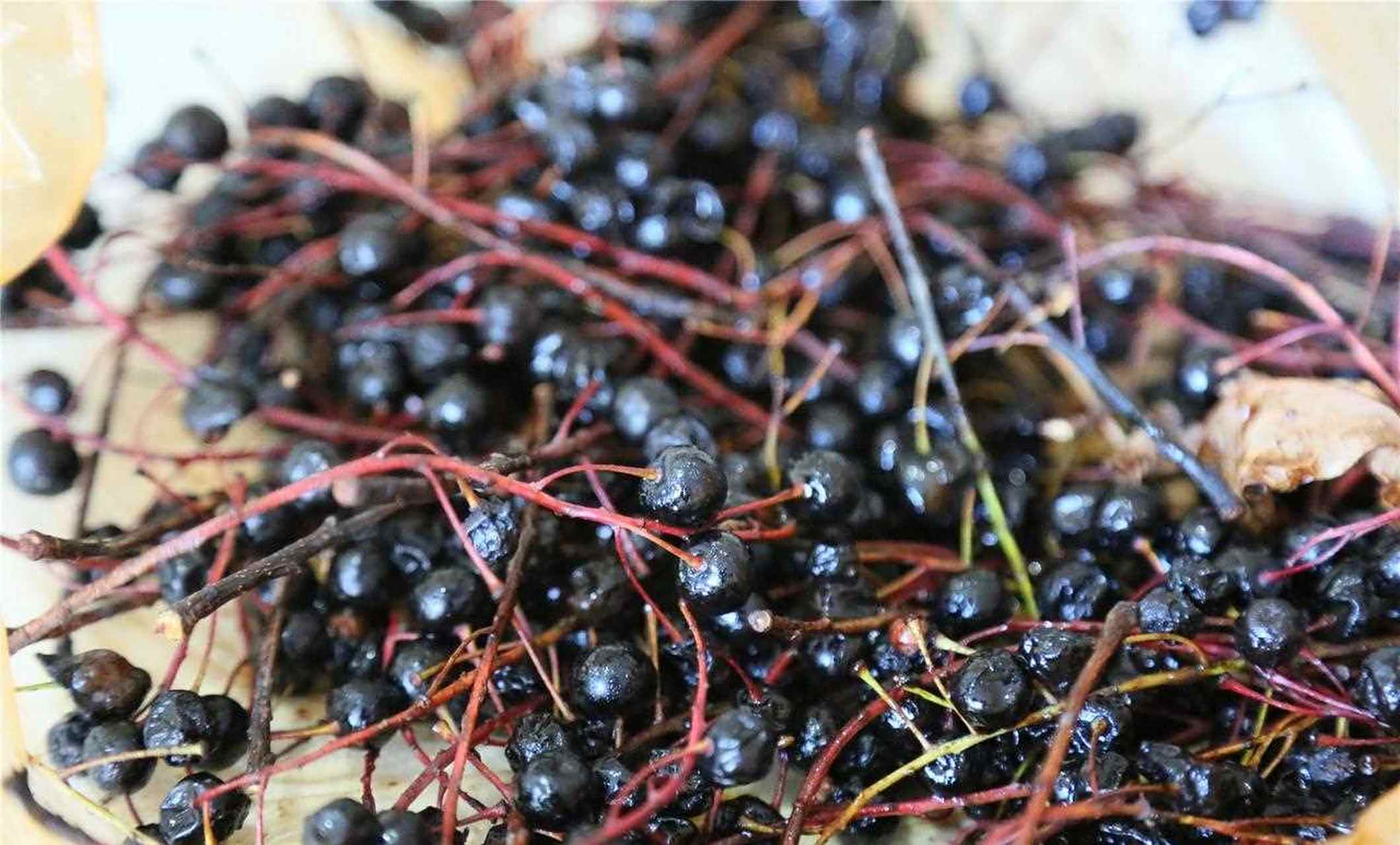 臭李子 在阿尔山的市集遇到了这种果实,名为"