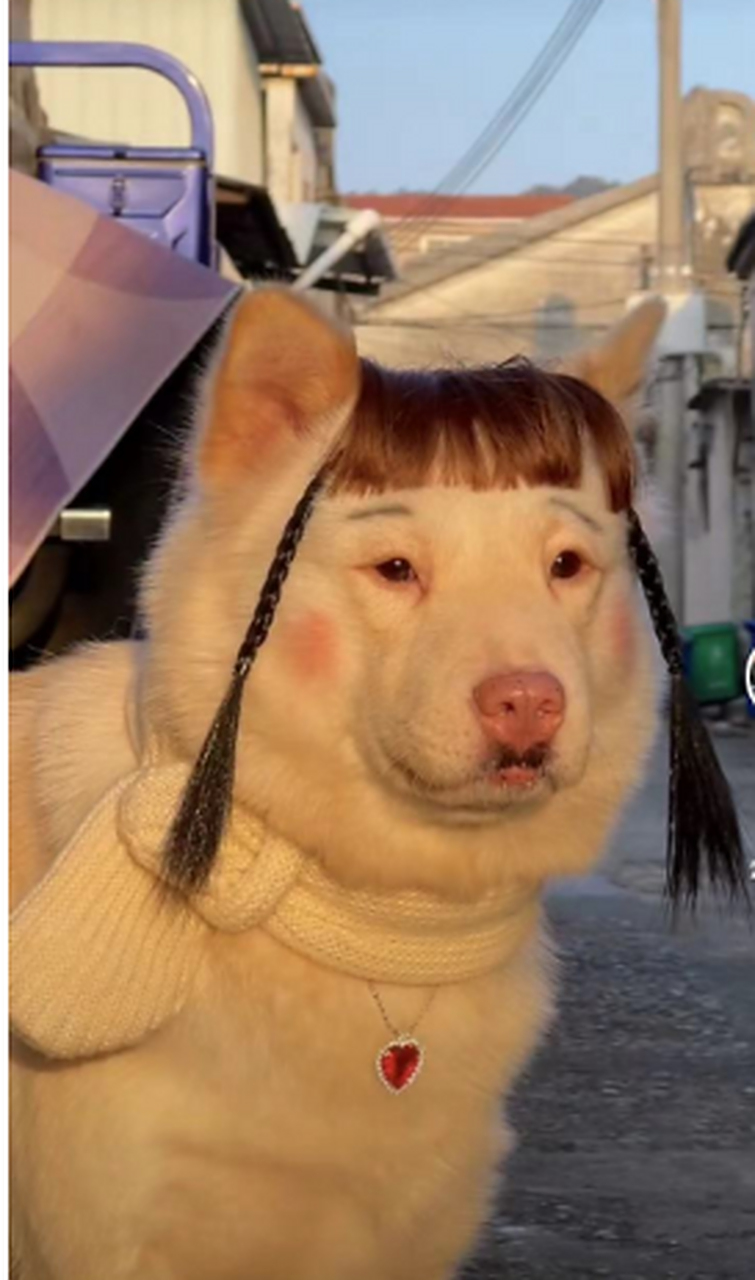 单身久了,看见这只狗都眉清目秀