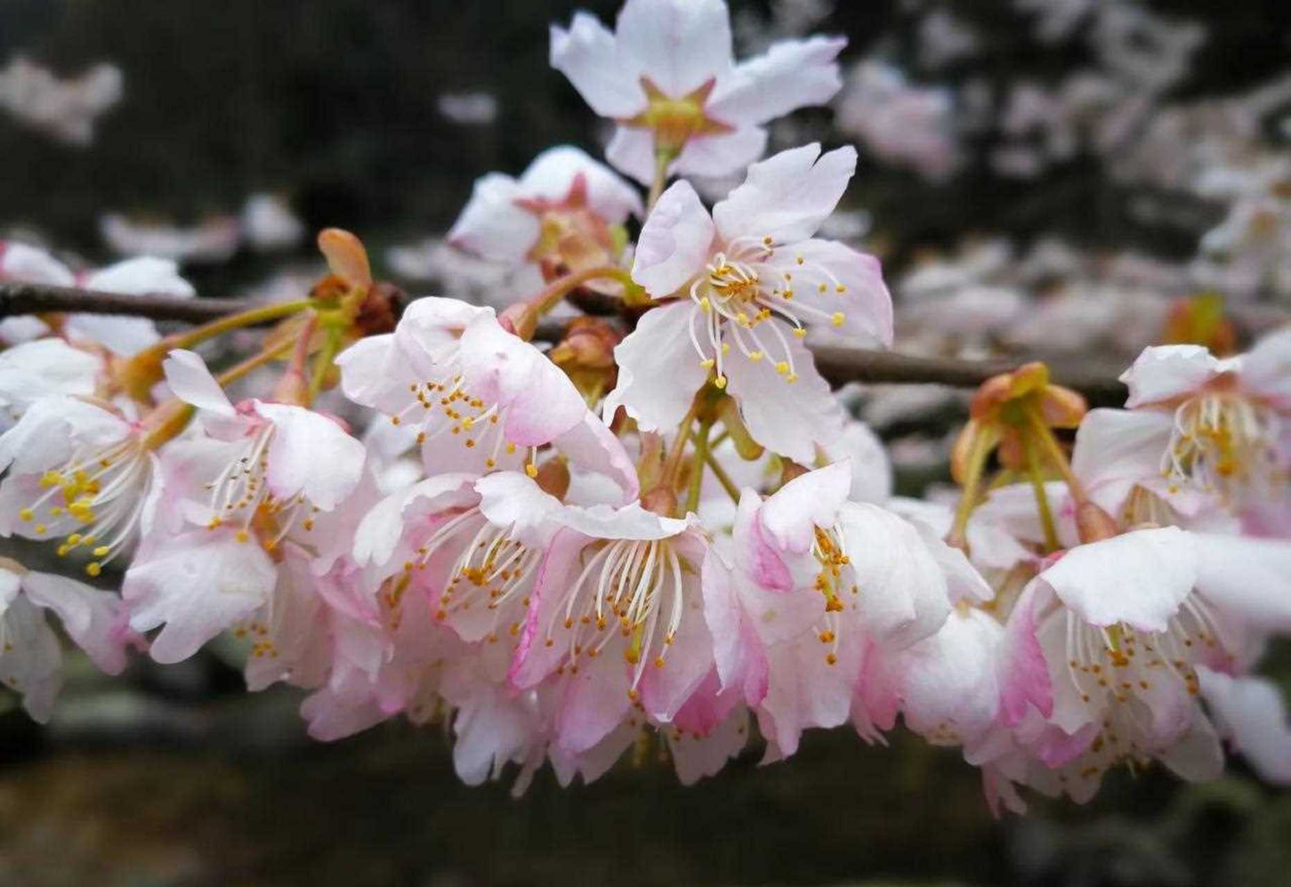 张家界,山里的野樱桃花开了,带着薏米同学闲逛