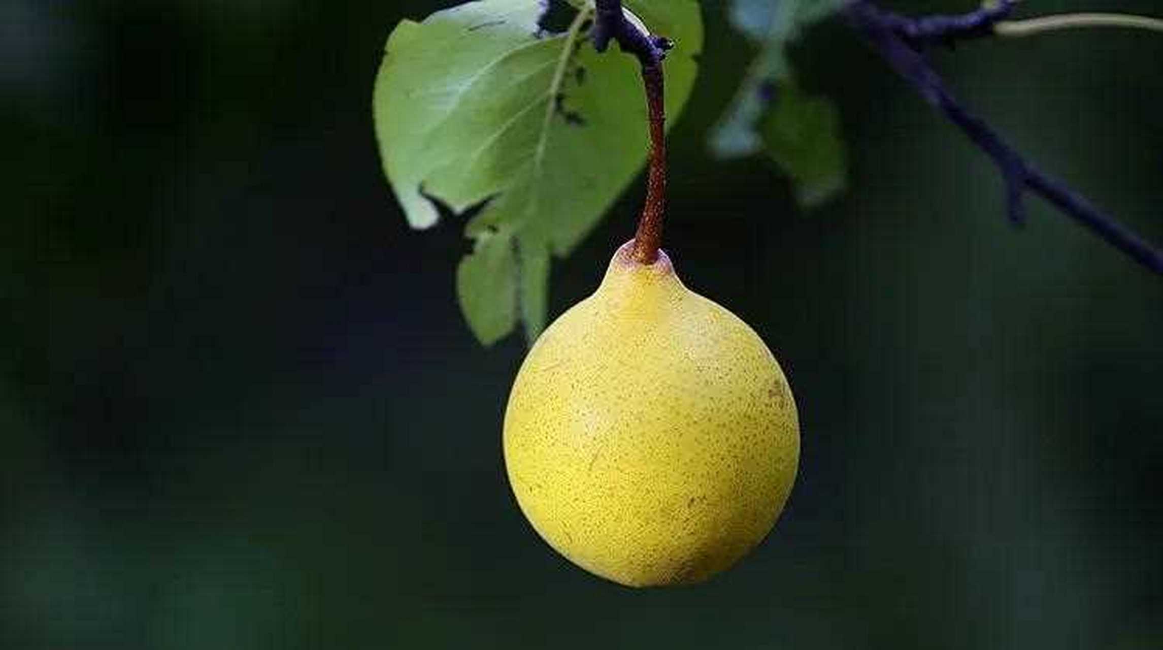 【好吃到极难买到的金川雪梨】四川金川县号称阿坝州后花园,且素有"