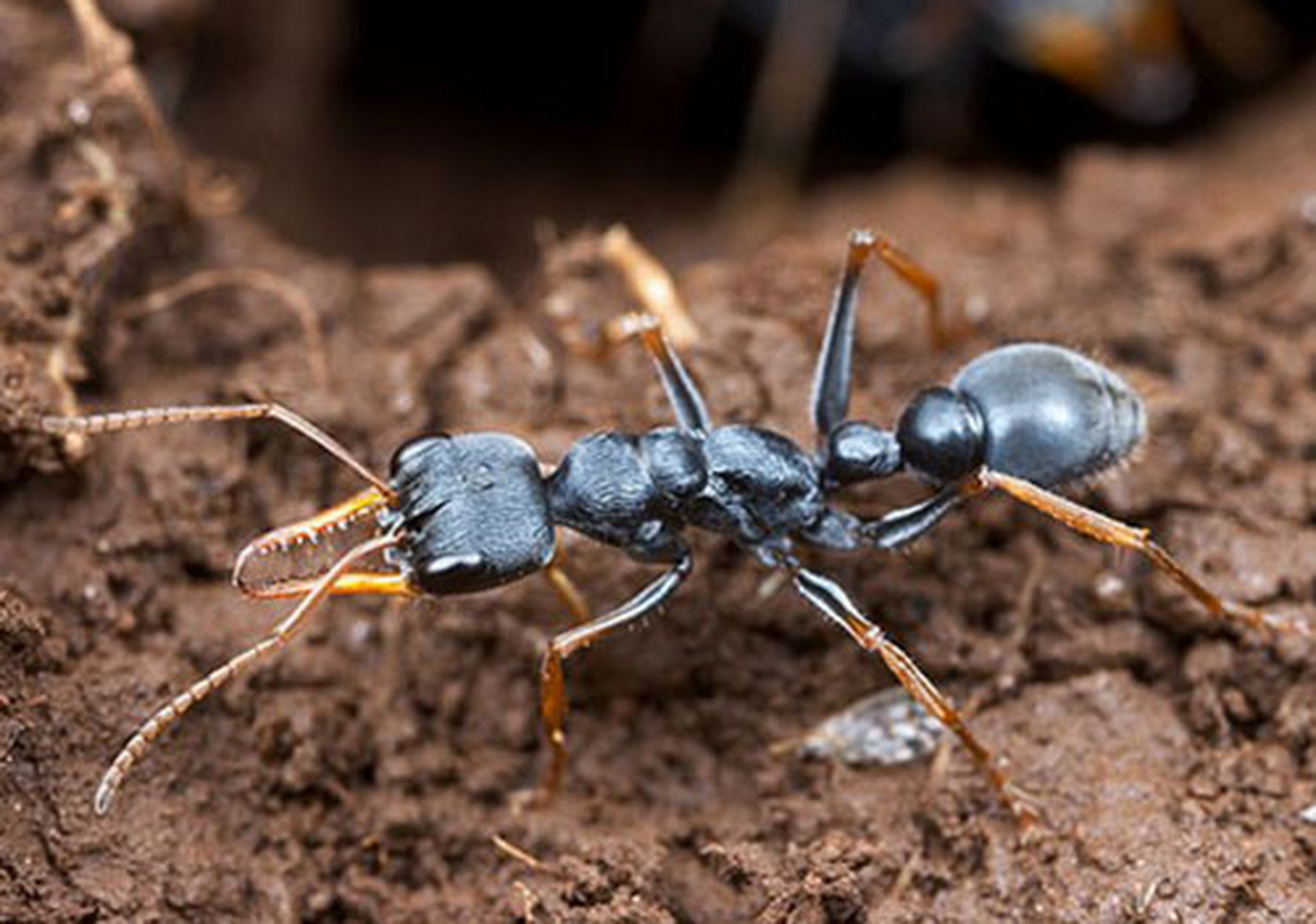 海关首次查获3只黑梨牛头蚁# 浦东机场海关近日查获3支黑梨牛头犬蚁