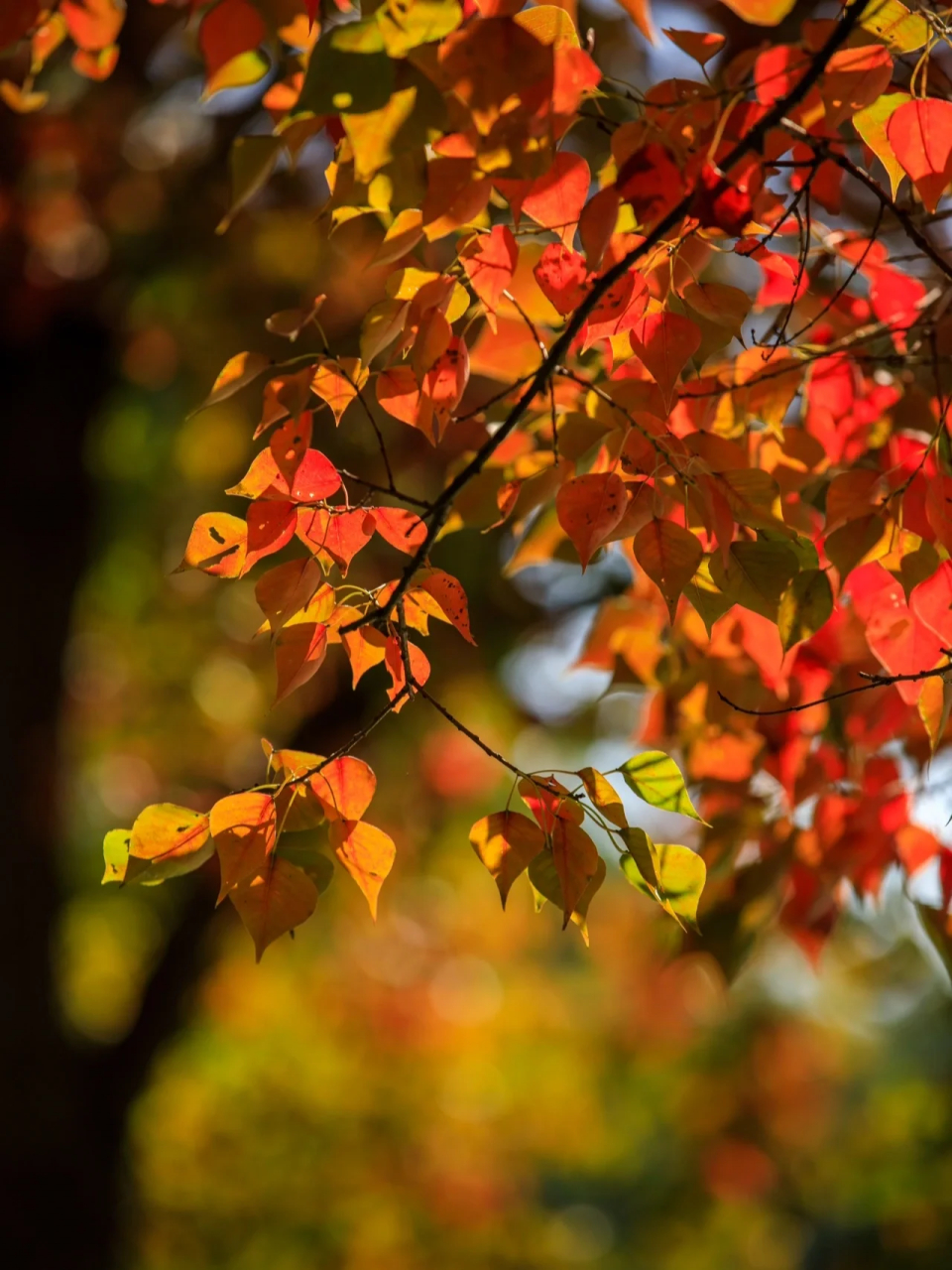 乌桕已上线,喜欢它的变色  秋天的南京中山植物园