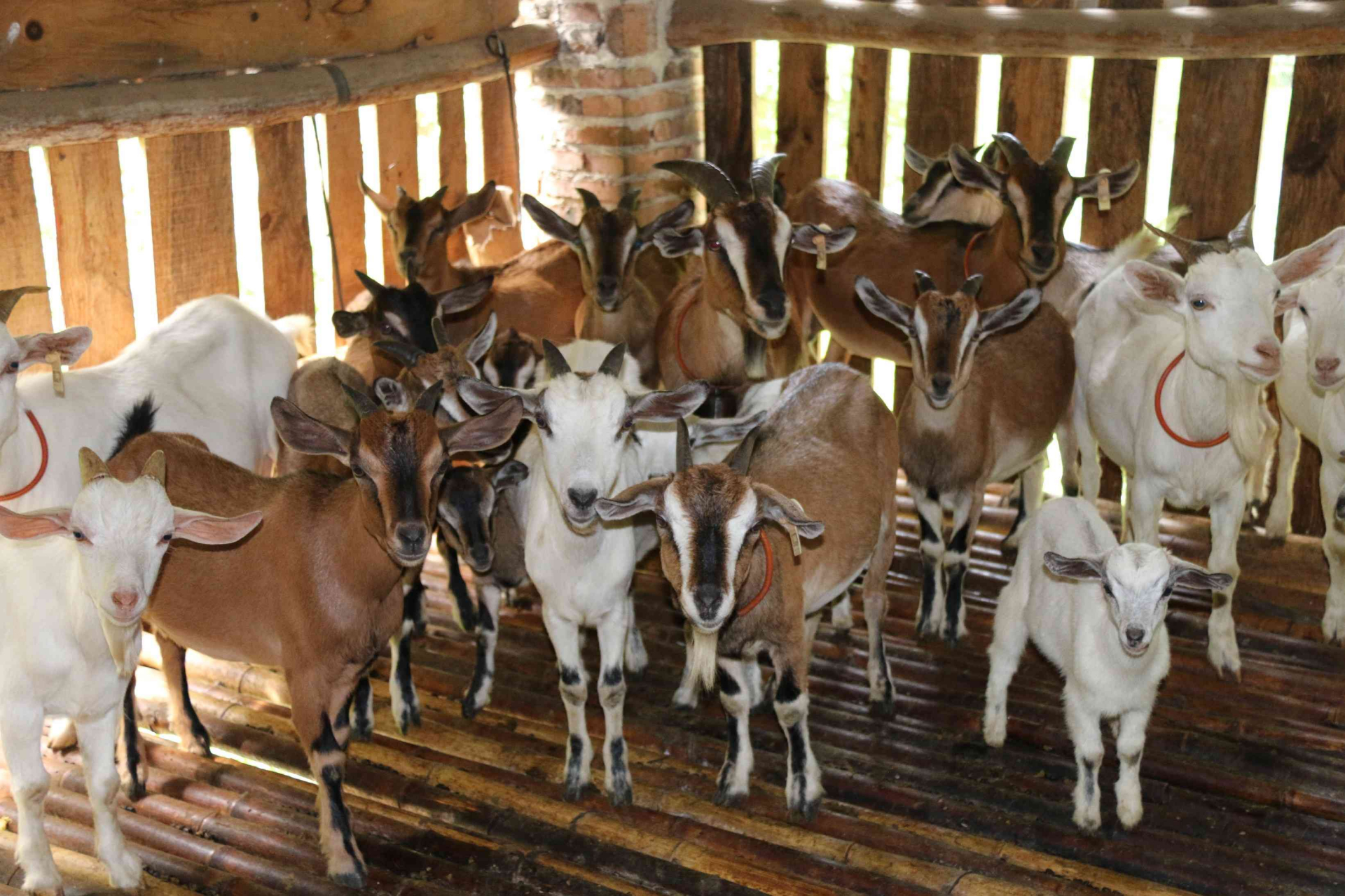 桥头石山羊产于粤西北部肇庆市怀集县桥头镇,是桥头镇传统养殖业和