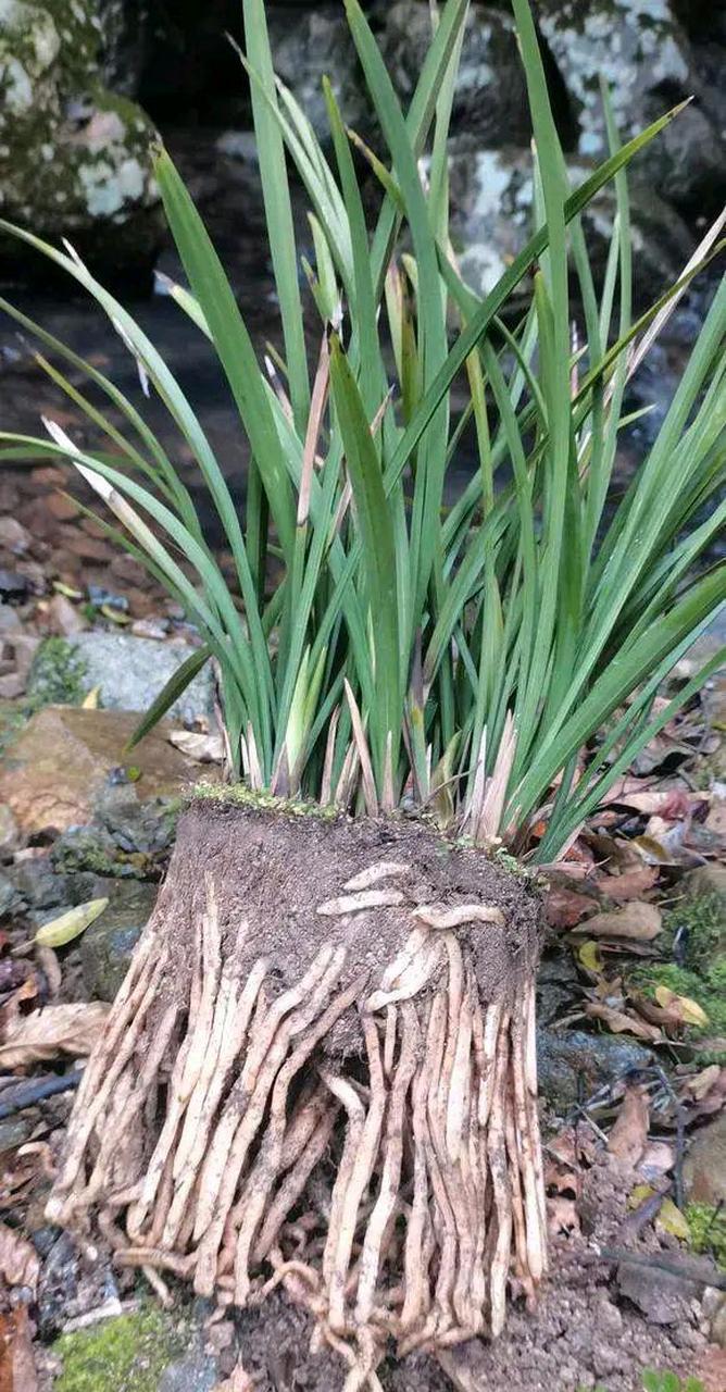 让野生兰花资源复壮!善莫大焉!