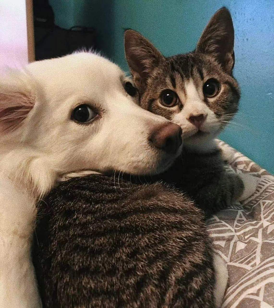 一些猫狗合照 67