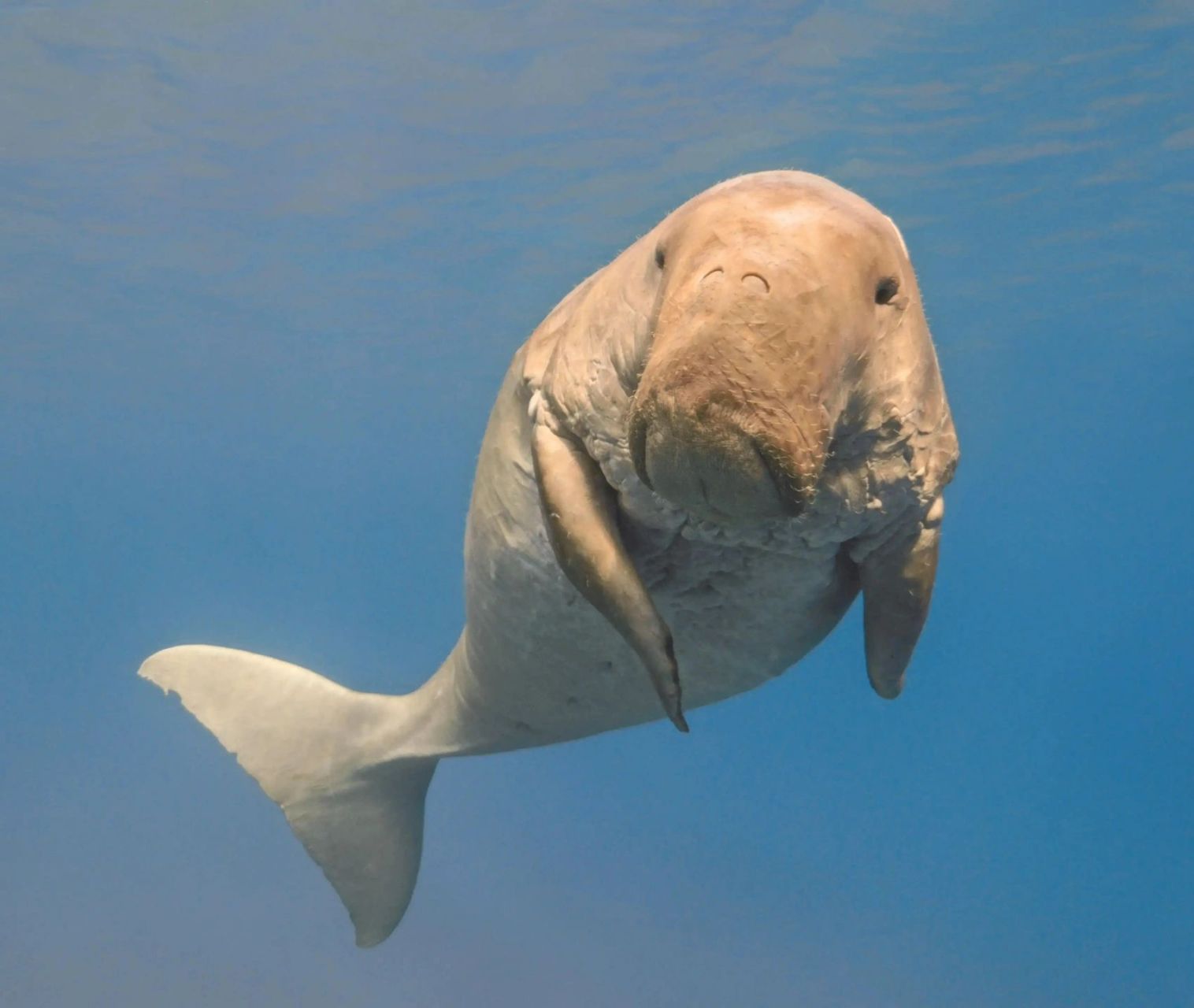 海洋生物