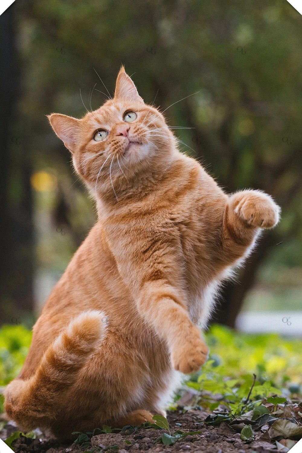 那个曾经小小的,可爱的橘猫,如今已经变成了一只大脸猫.
