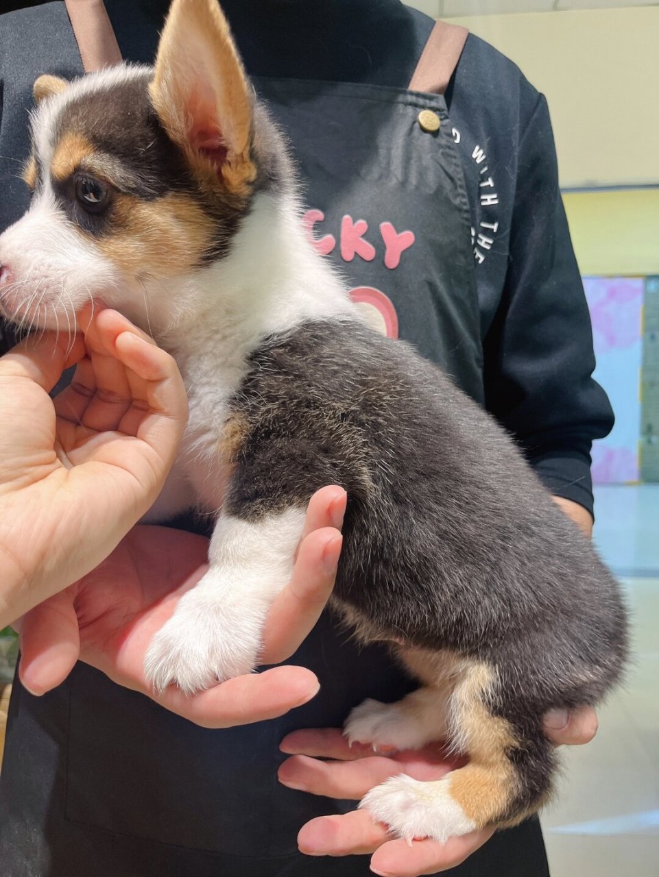 三通三色大围脖柯基求带回家  柯基宝宝外观软萌可爱,小短腿和肥臀