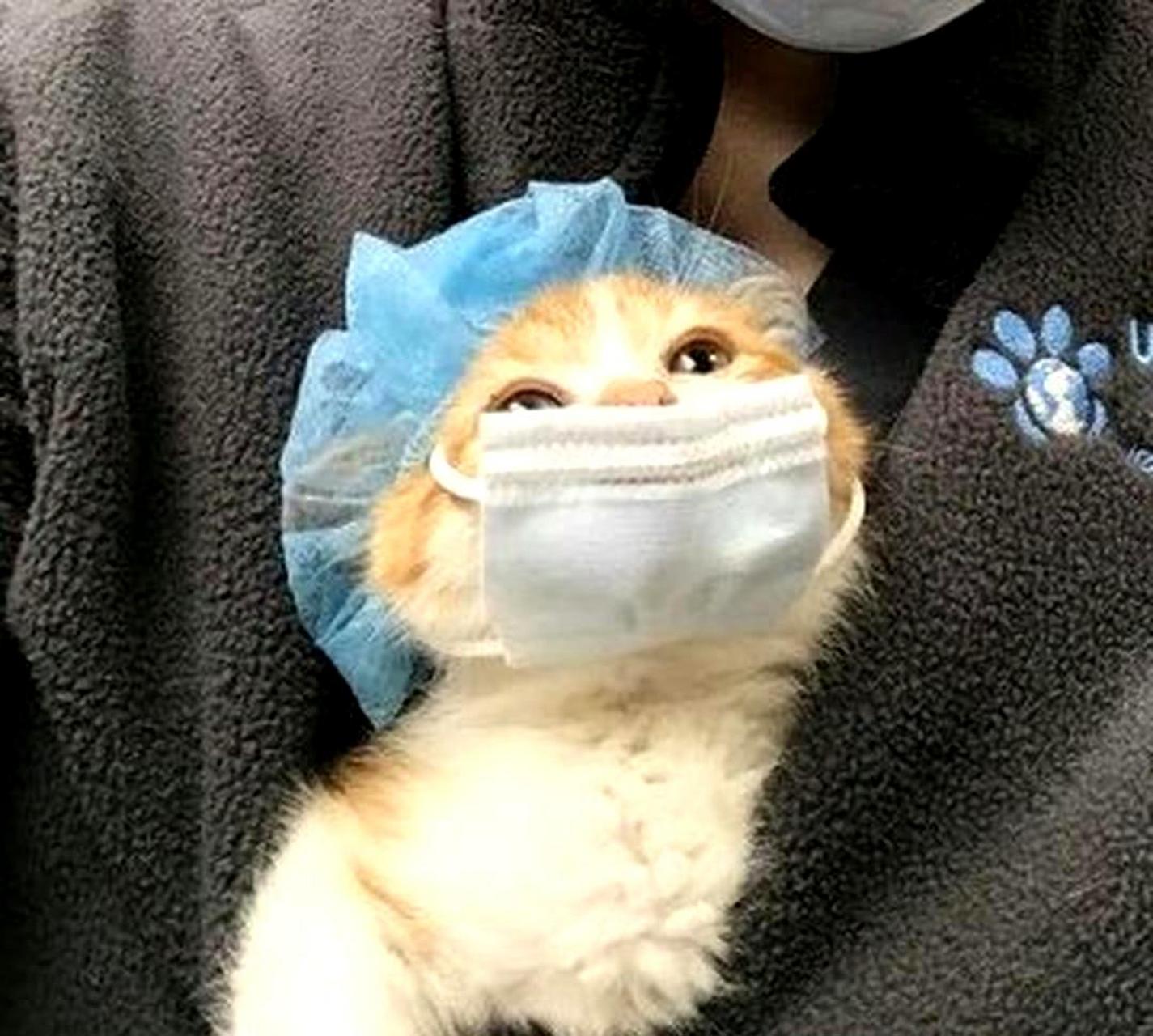 猫咪:我能不能不戴口罩?它挡住了我的脸.