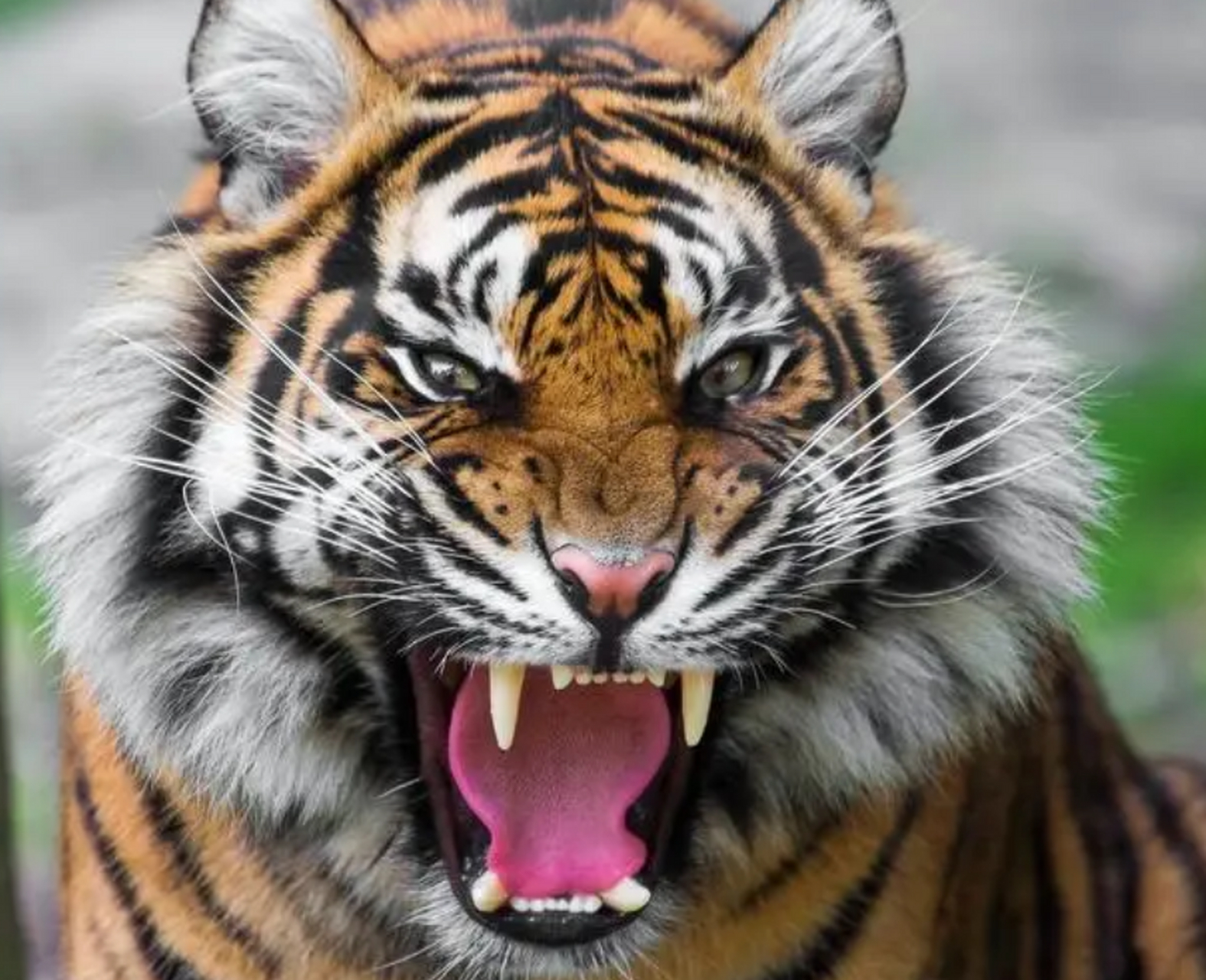 老虎的种类凶猛图片