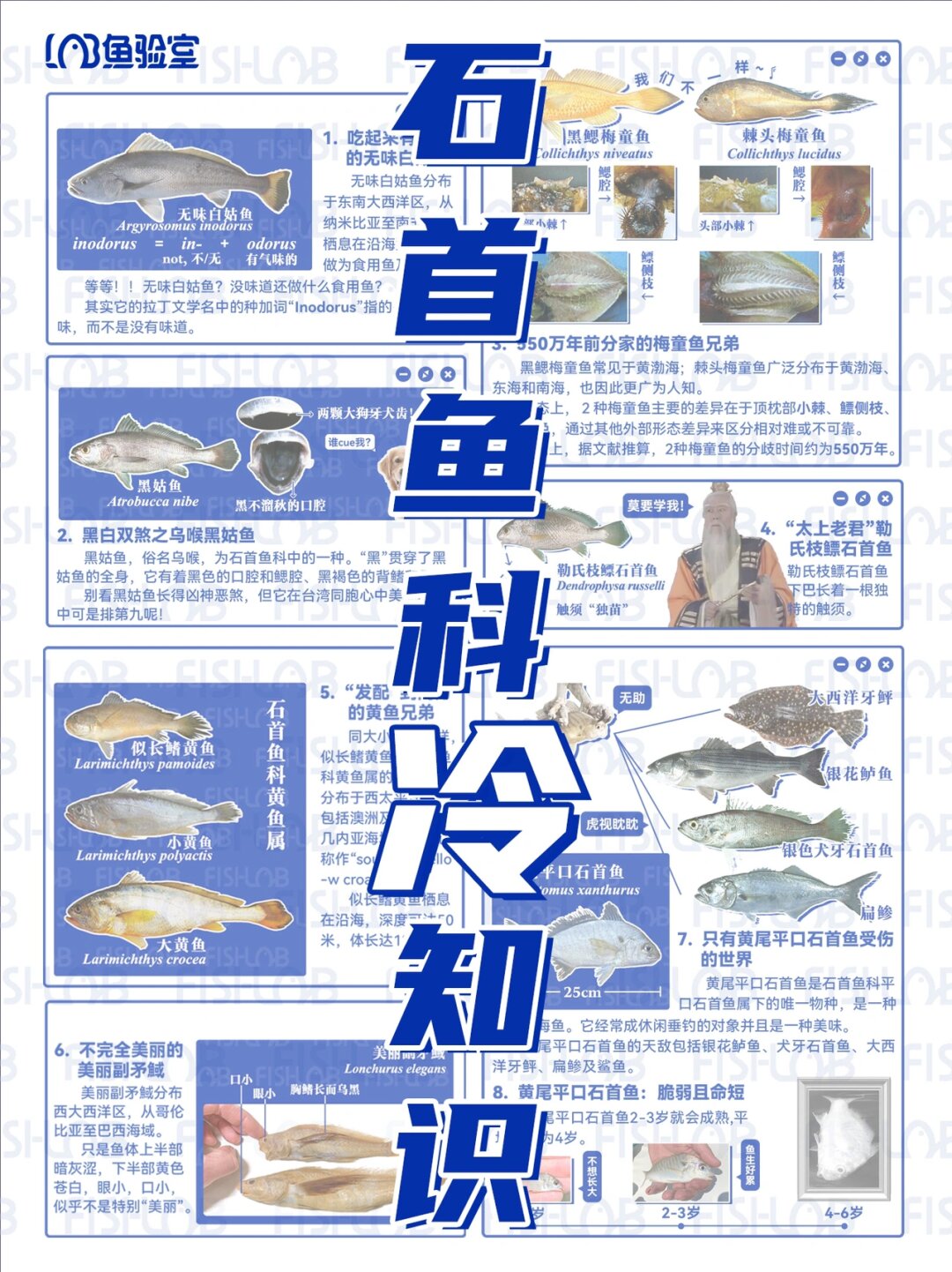 冷知识| 99%的人都不知道有第三种黄鱼 大黄鱼小黄鱼在中国算是家喻