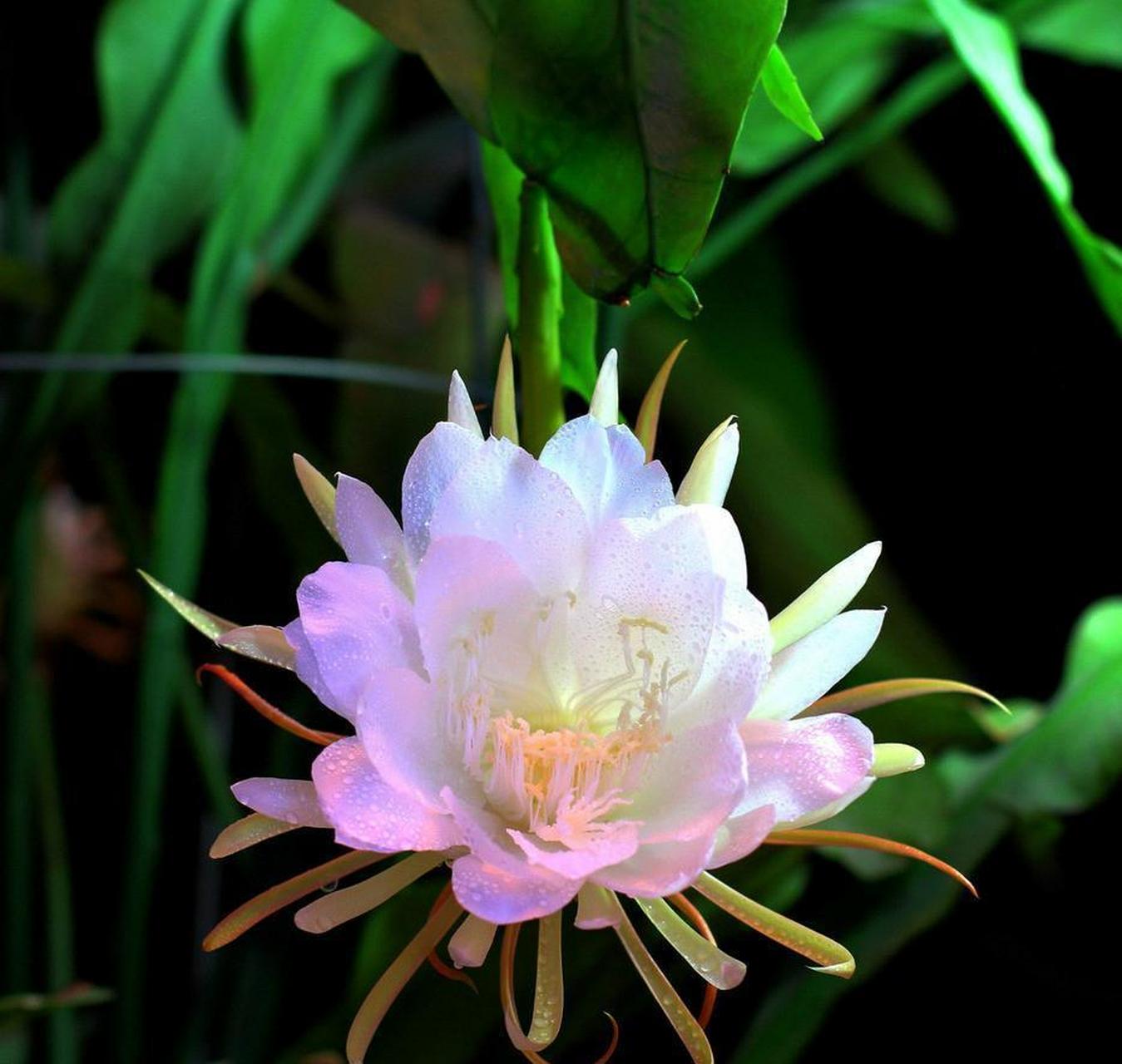 令箭荷花是一种比较常见的观花植物,它开出的花朵又大又鲜艳,色彩非常