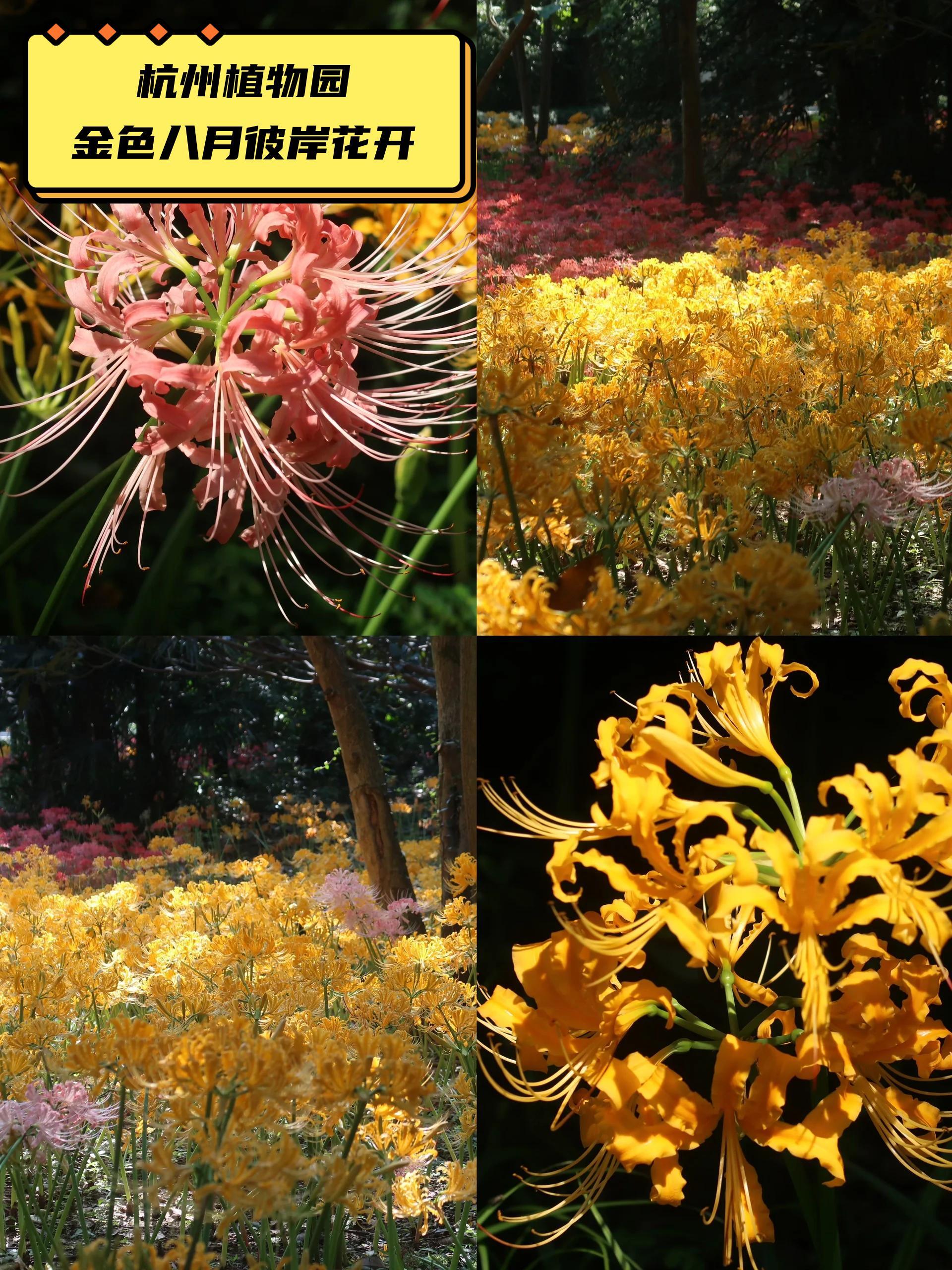 " 传说开在阴阳交界之处的花朵,却在人间有幸得以见到.