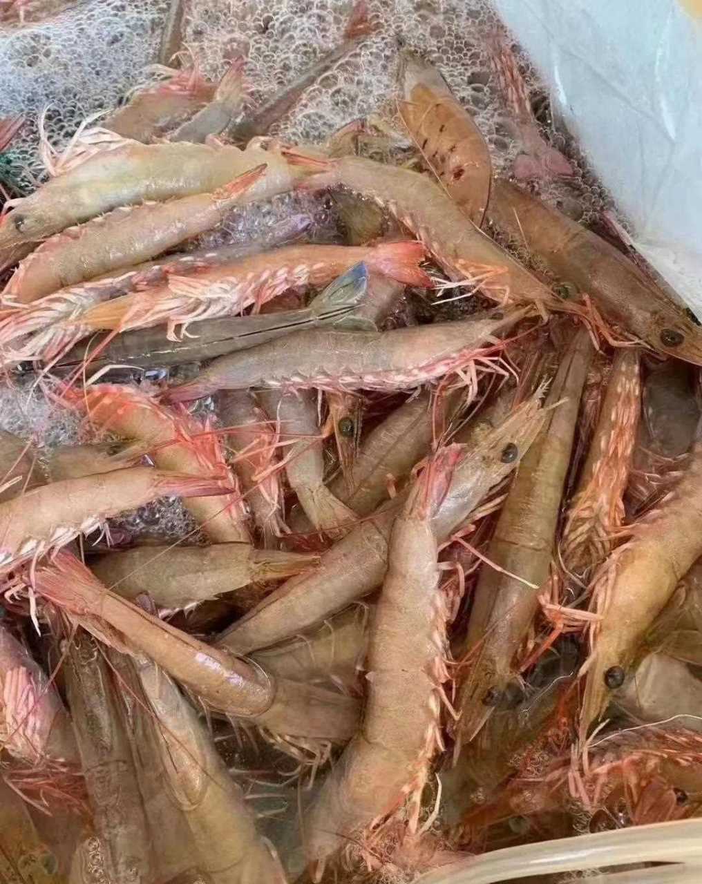 本地沙卤虾又叫麻虾清甜爽脆