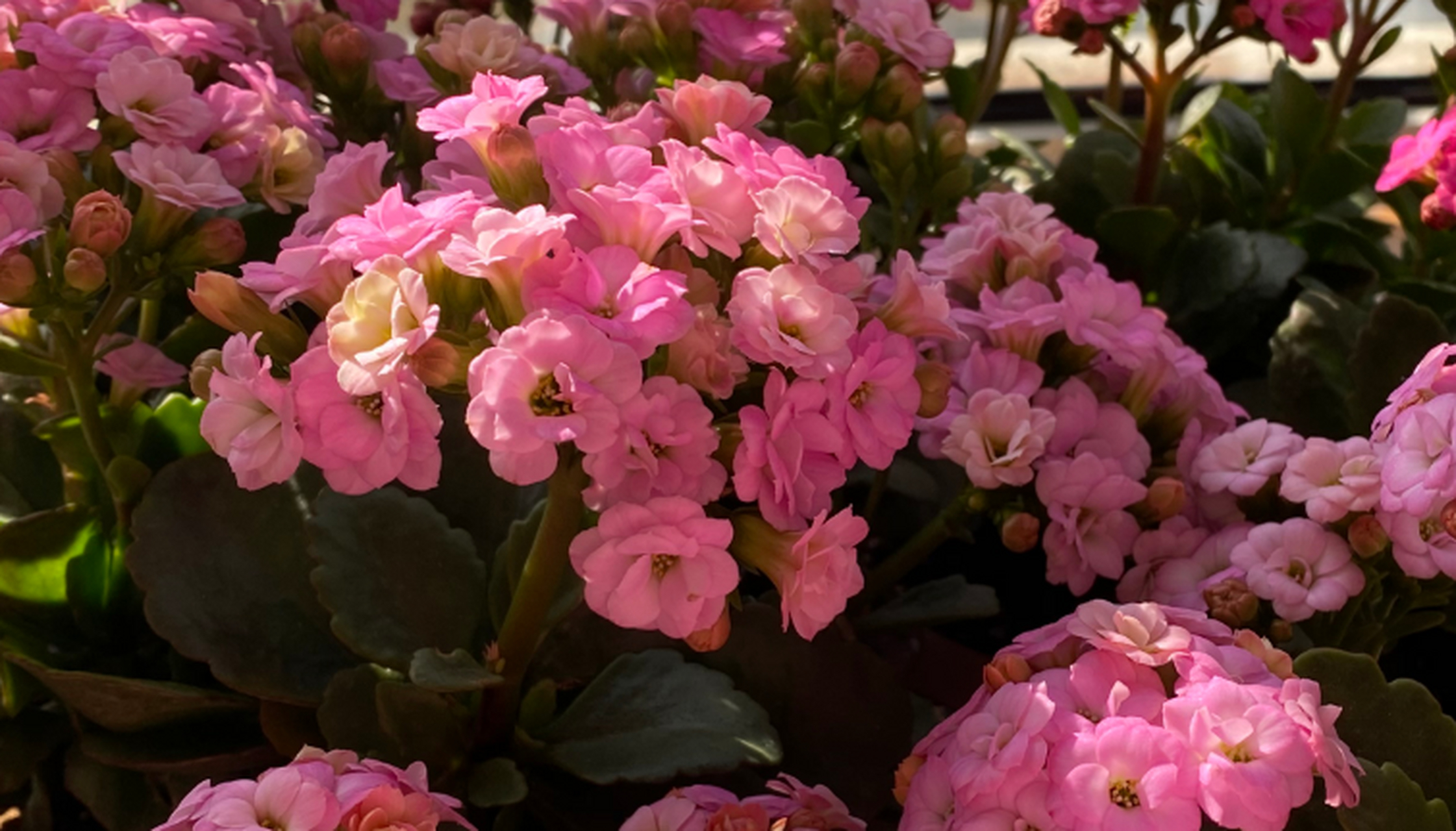 这种花名叫"泽塔",长寿花家族里一个很受花友喜爱的品种,景天科伽蓝菜
