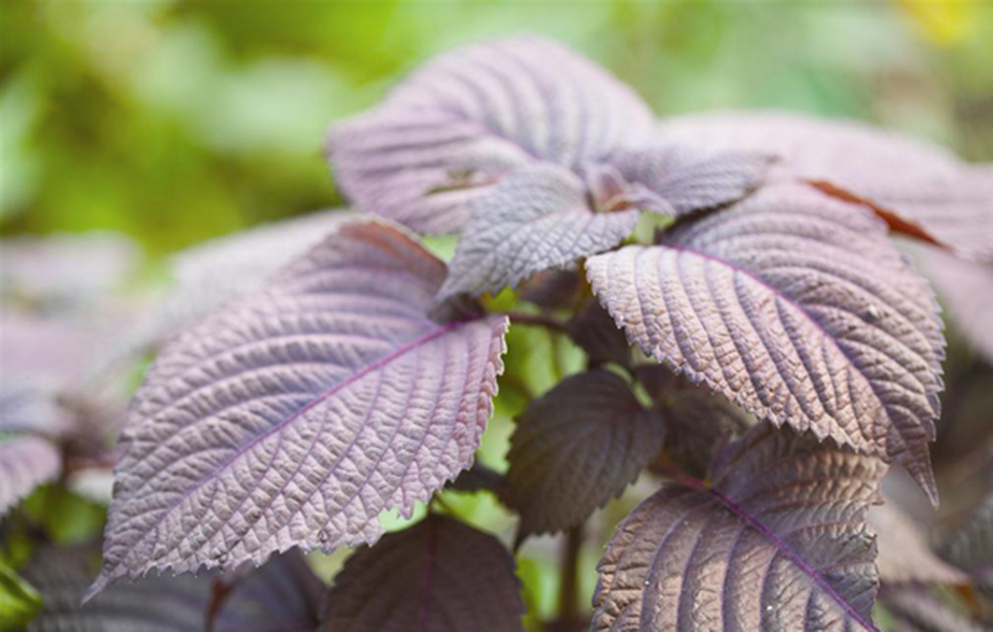 百合和苏叶属于中药,可以治疗失眠.