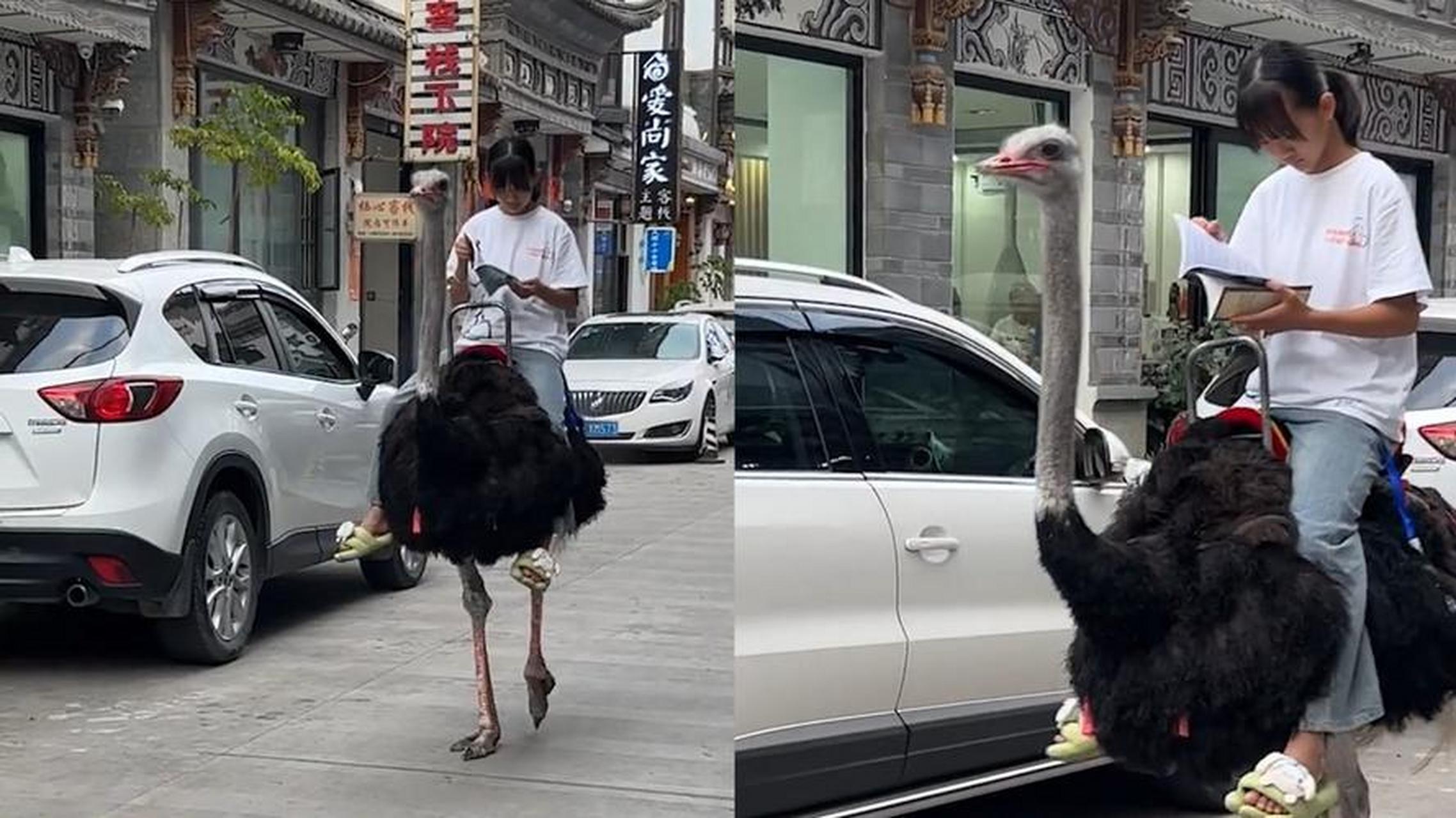 小女孩骑鸵鸟上学是真实存在的!