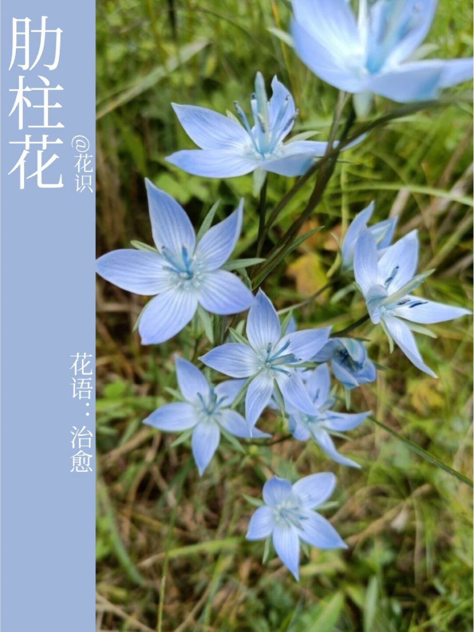 每天带你认识一种花|肋柱花