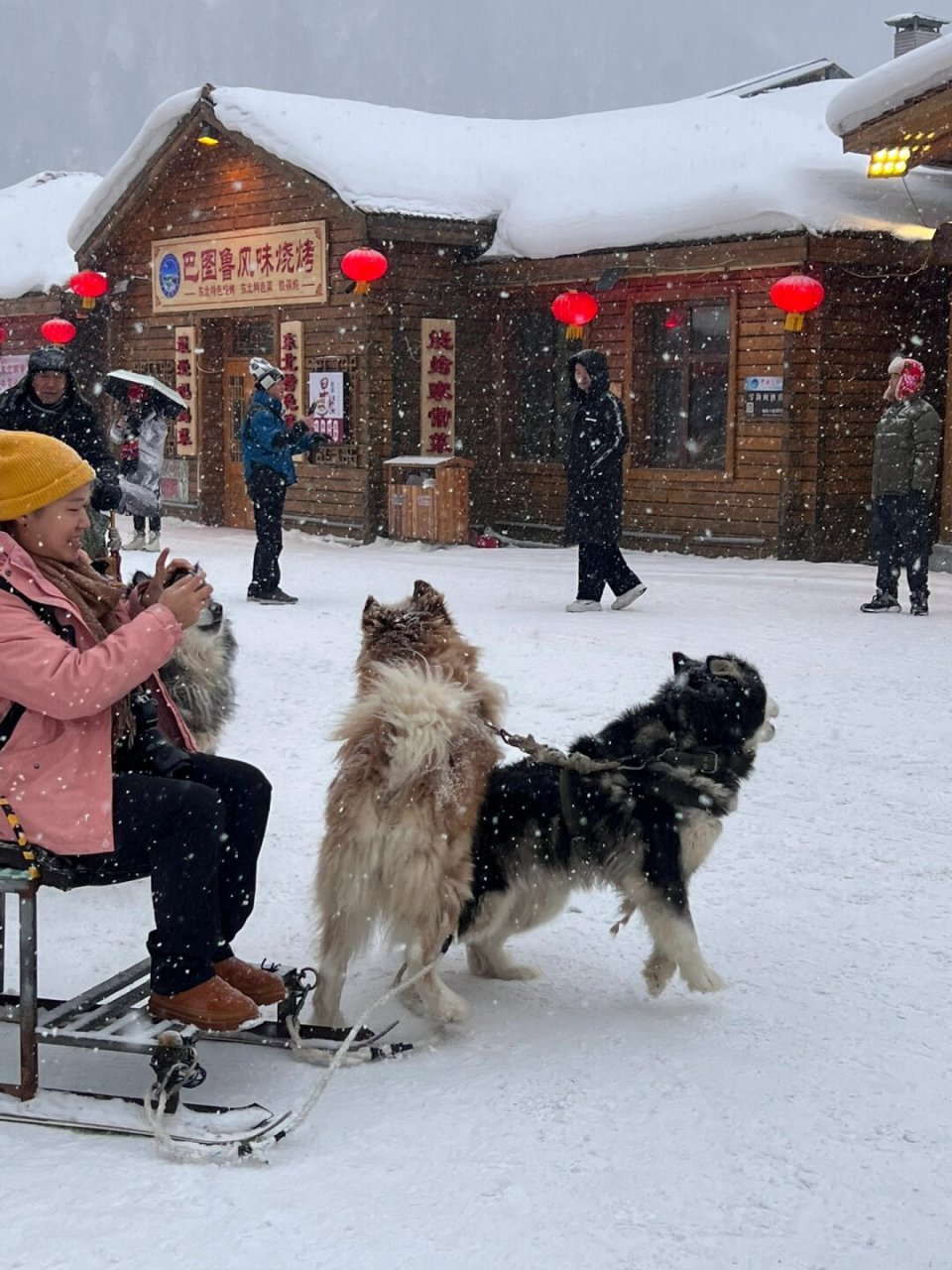 狗拉扒犁图片