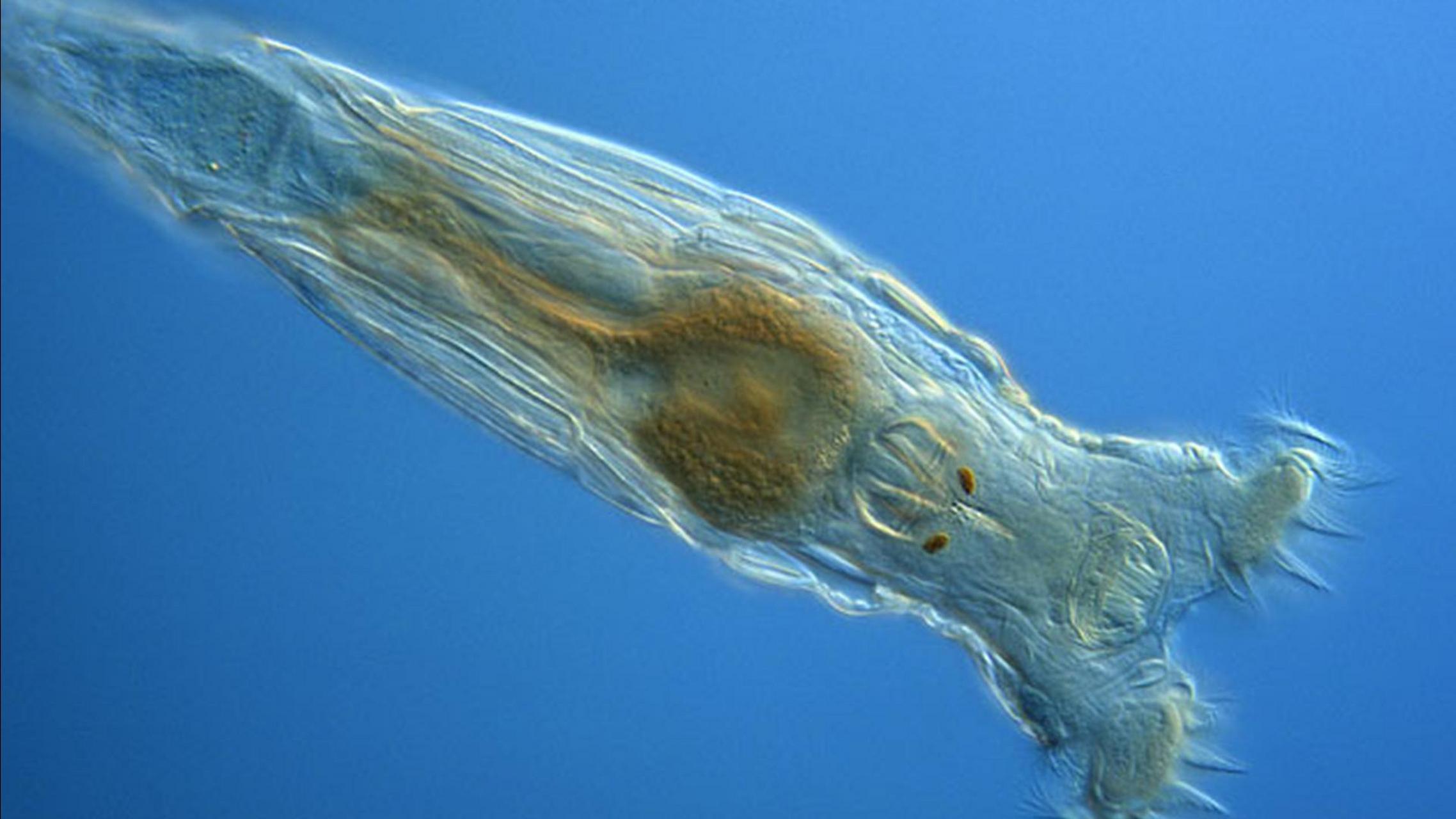 地球上最长寿的10种生物:蛭形轮虫  蛭形轮虫是一种淡水轮虫(浮游动物