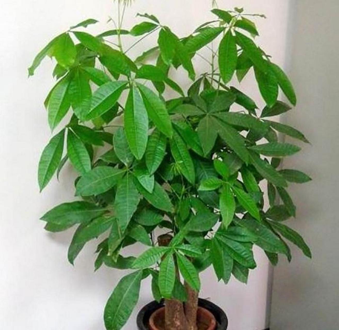 发财树是公认的养人植物,并且它的寓意吉祥 [赞同]发财树是一种很常见