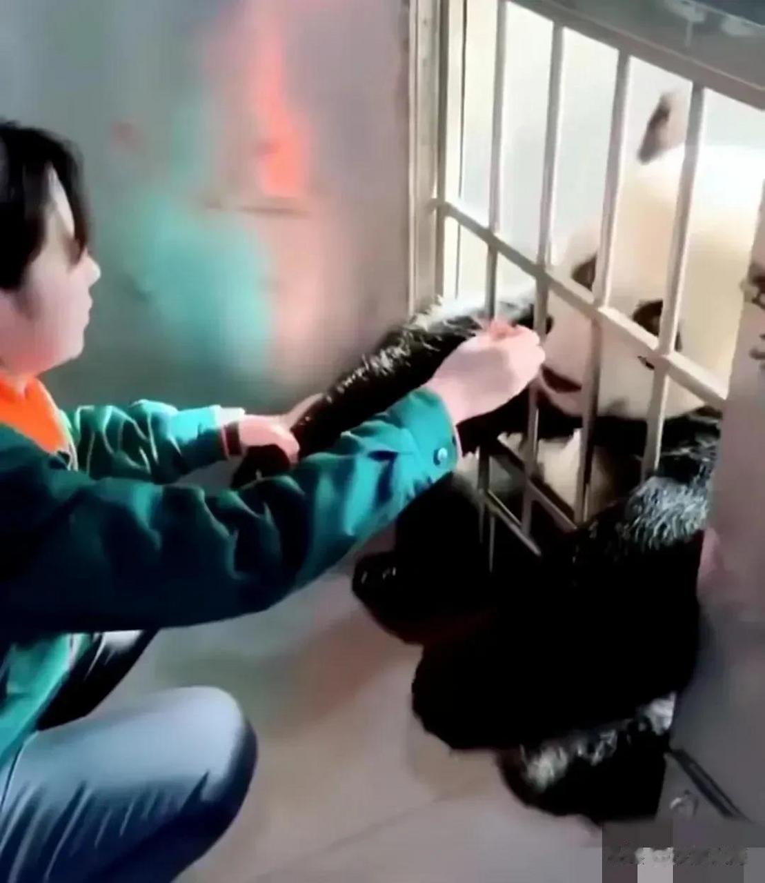 "大连熊猫"金虎"的话痨奶妈"被辞退(是否自己离开没有定论),这是沙漠