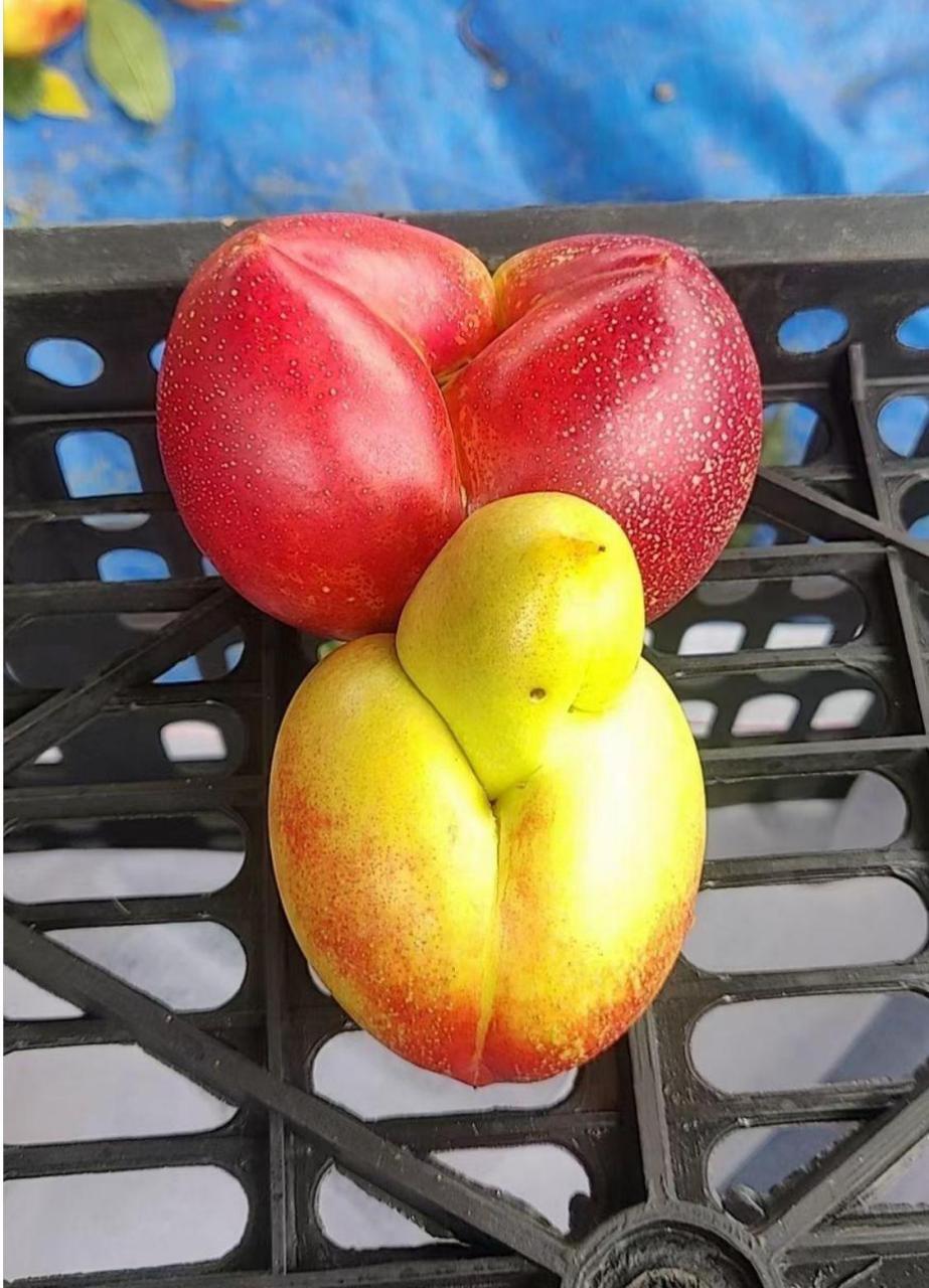 网友:这是什么水果? #趣图搞笑