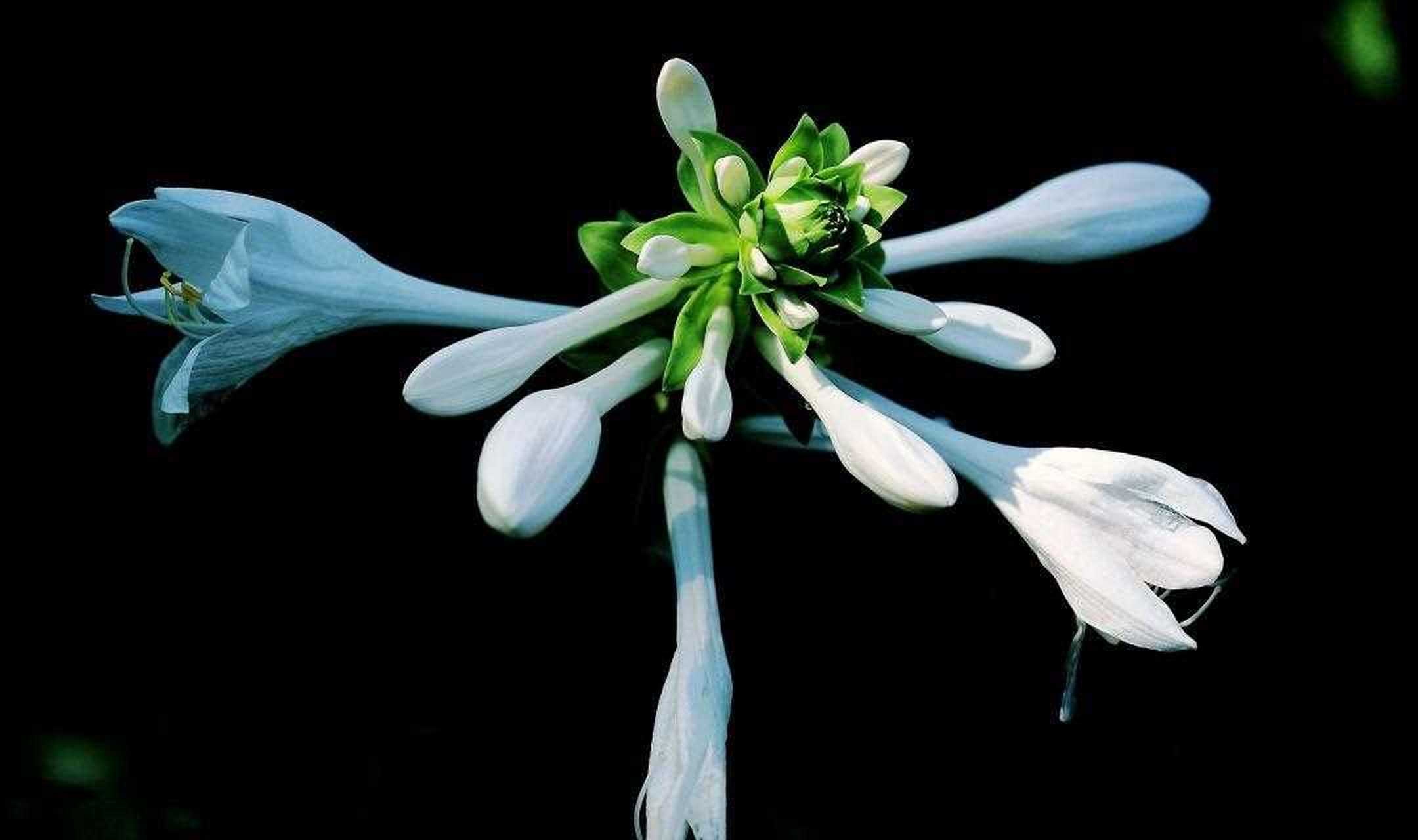 玉簪花的花语是冰清玉洁,超凡脱俗,这是因为玉簪花的花朵洁白如玉