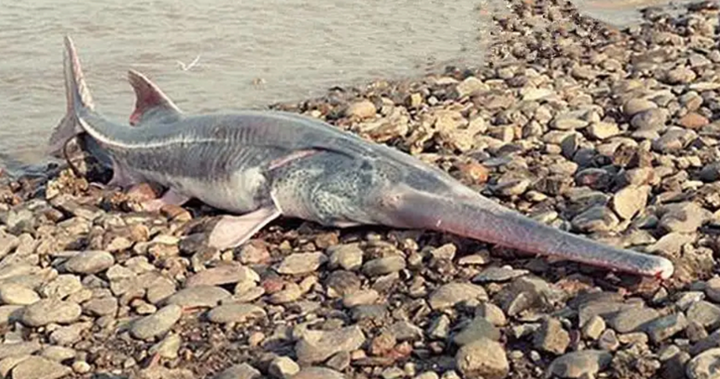 白鲟被正式宣布灭绝#长江白鲟正式官宣灭绝,我虽然不太愿意承认,但