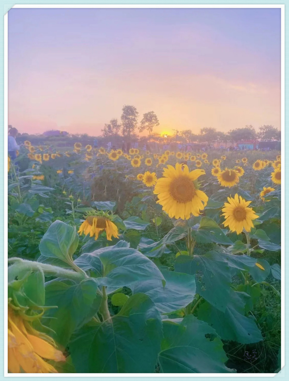 合肥牛角大圩风车花海,一个充满魅力的遛娃胜地,如此美景怎能错过!