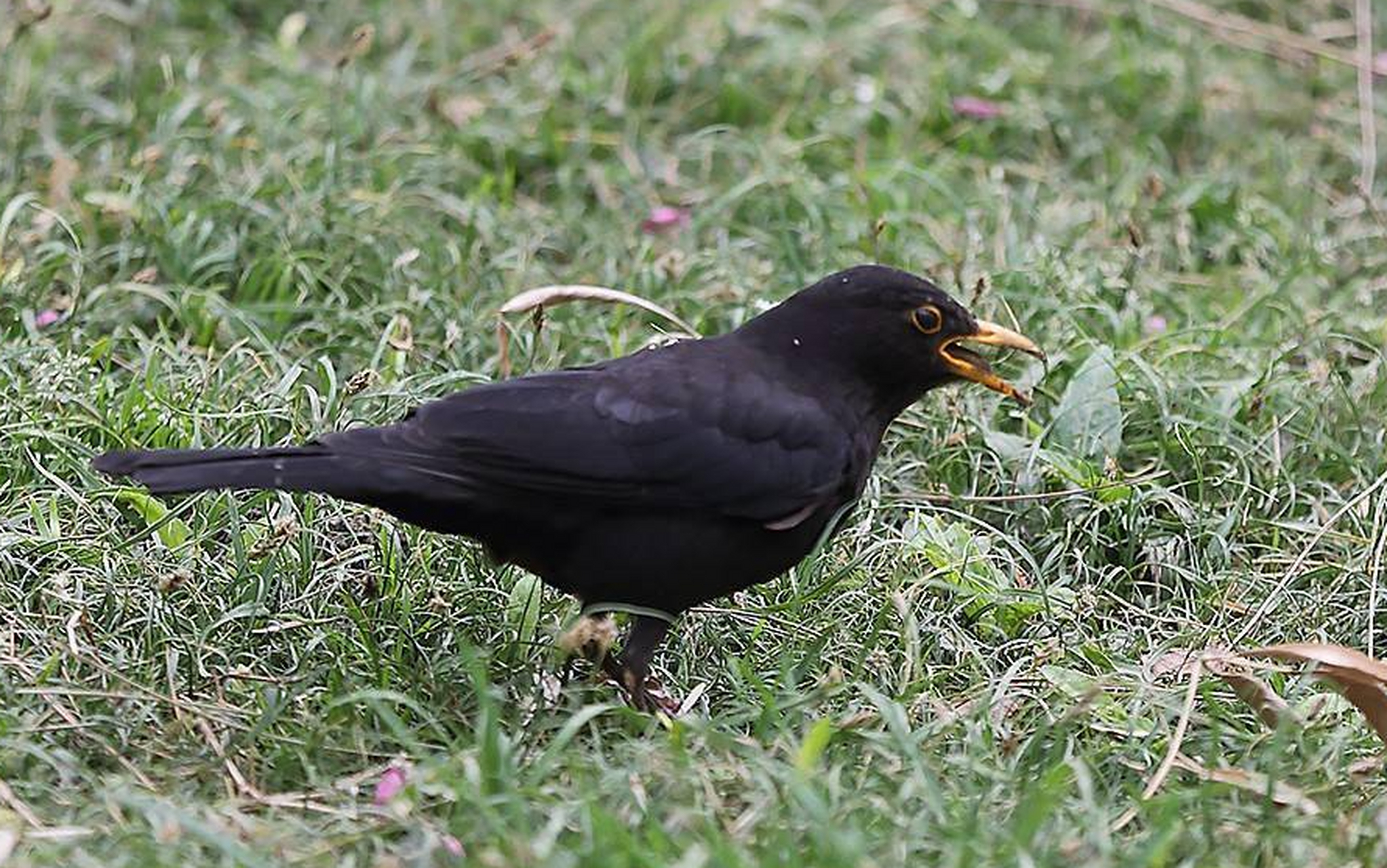 黑喉燕鹱是一种大型海鸟,生活在深海深处.