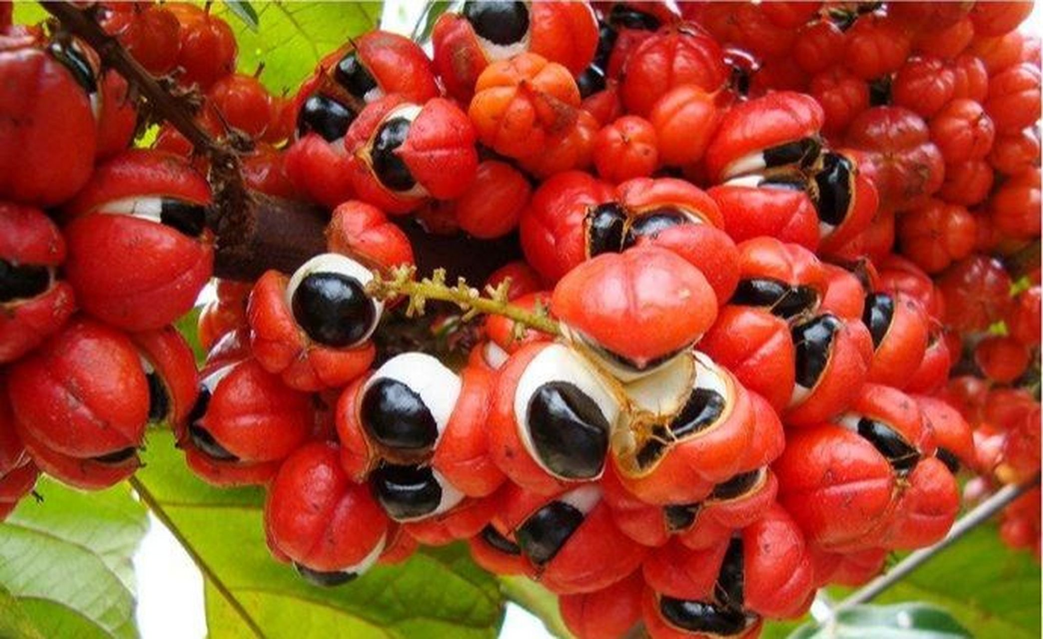 奇葩植物盘点2——"千眼怪物" 巴西一种叫瓜拉纳的水果,让人san值狂掉