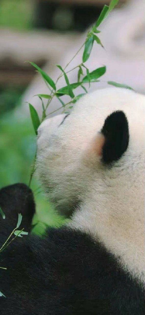 萌兰侧脸好好rua的样子 么么儿就是最帅滴!